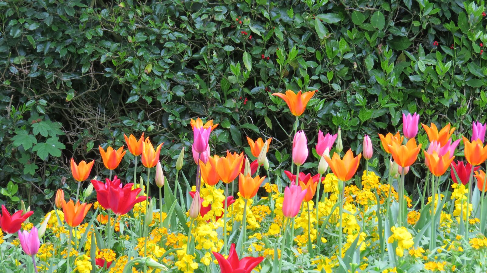 Canon PowerShot SX50 HS sample photo. Tulips, garden, spring photography