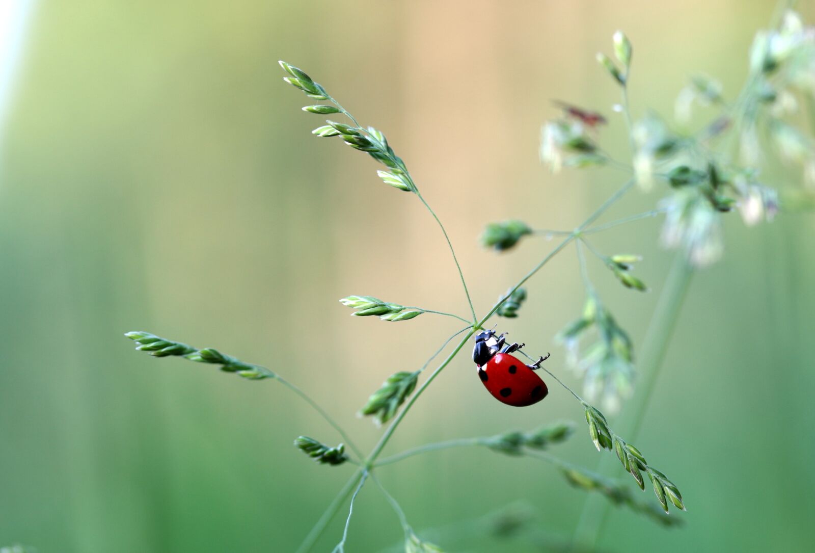 Canon EOS 650D (EOS Rebel T4i / EOS Kiss X6i) sample photo. Ladybug, beetle, coccinellidae photography