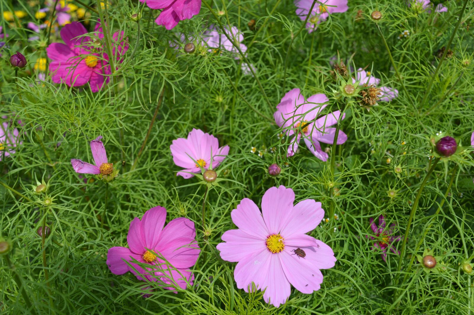 Nikon D3200 sample photo. Flowers, cosmos, nature photography