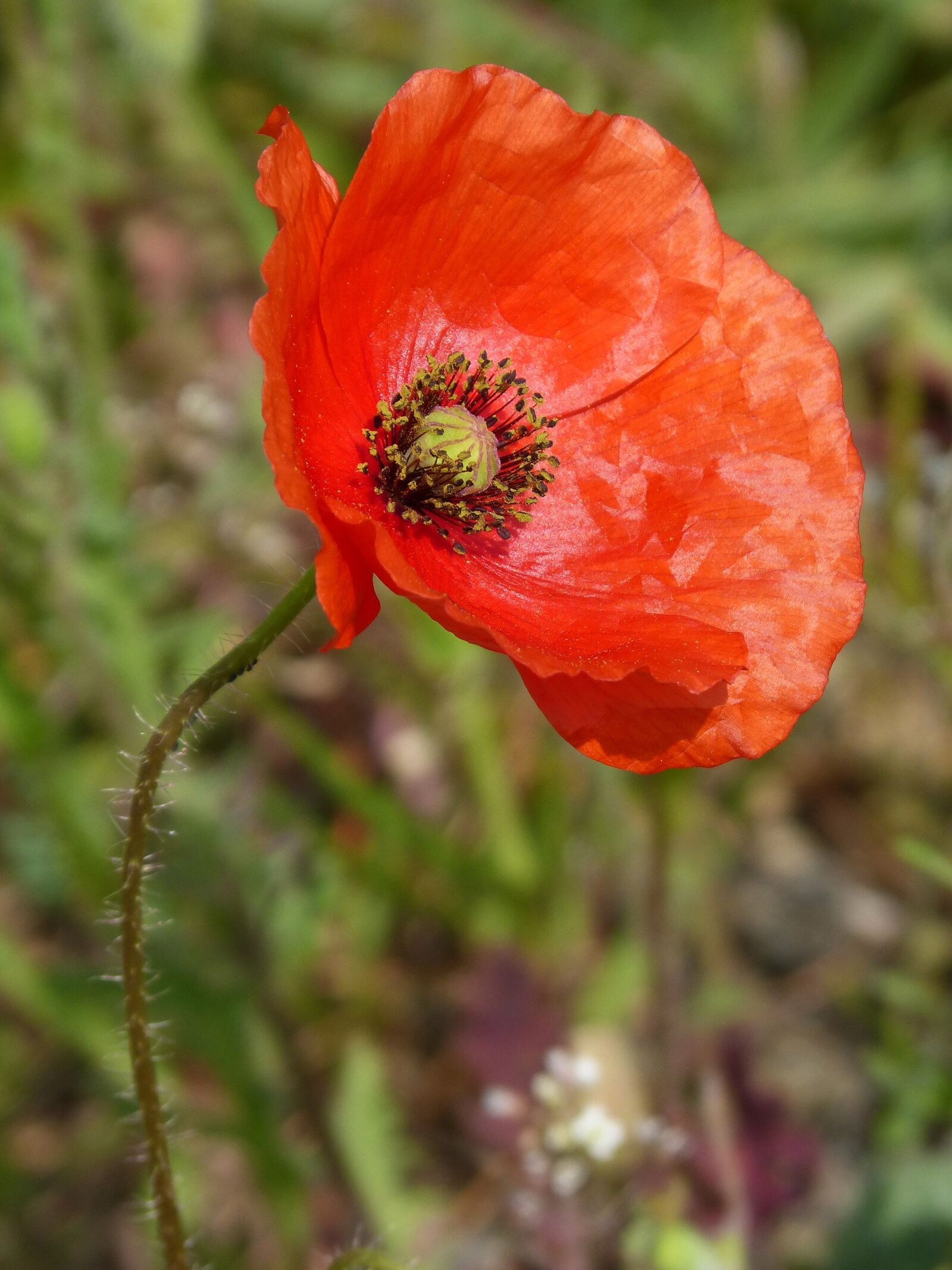 Panasonic DMC-FZ62 sample photo. Poppy, ababol, rosella photography