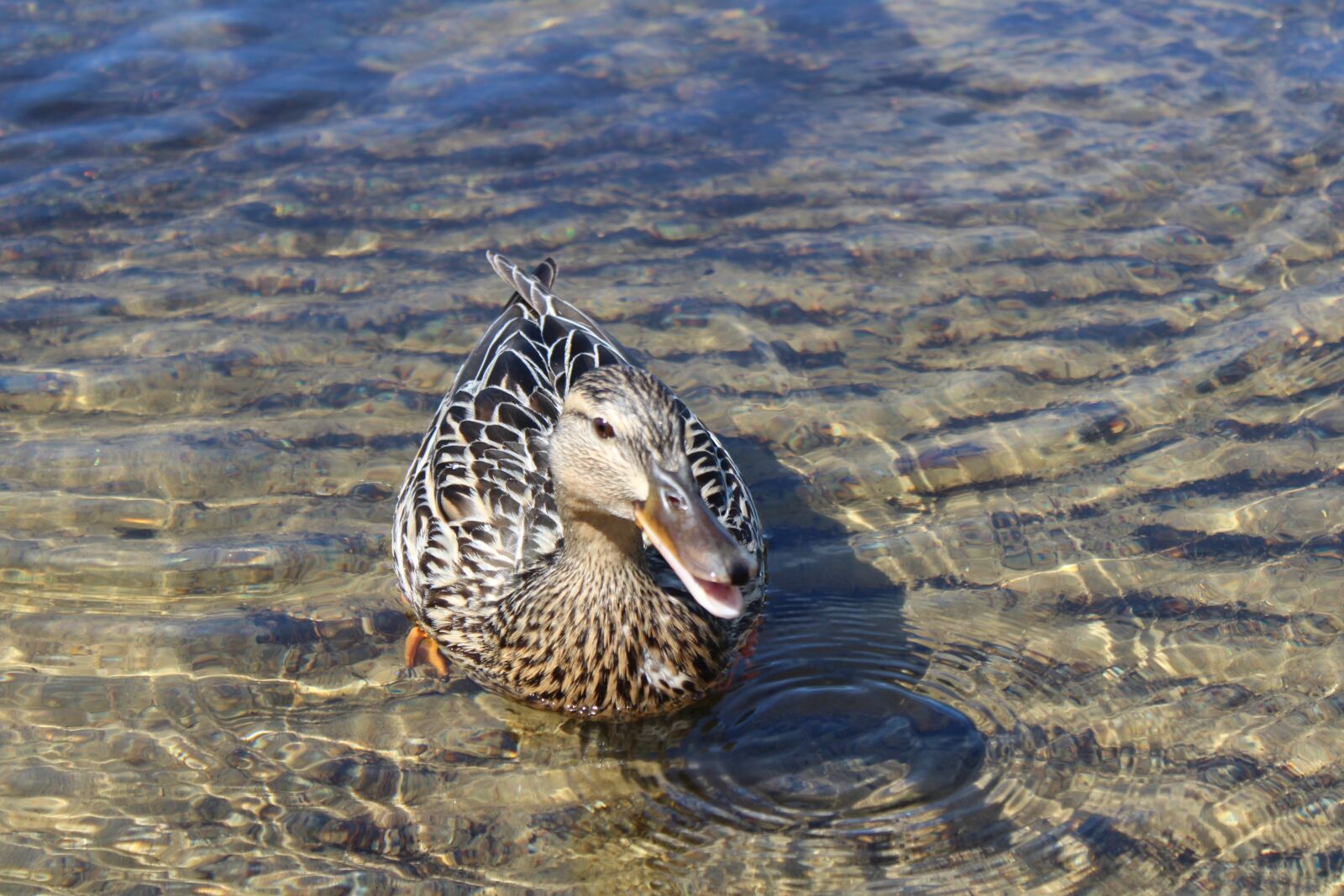 Canon EOS 1300D (EOS Rebel T6 / EOS Kiss X80) sample photo. Duck, beach, lake photography