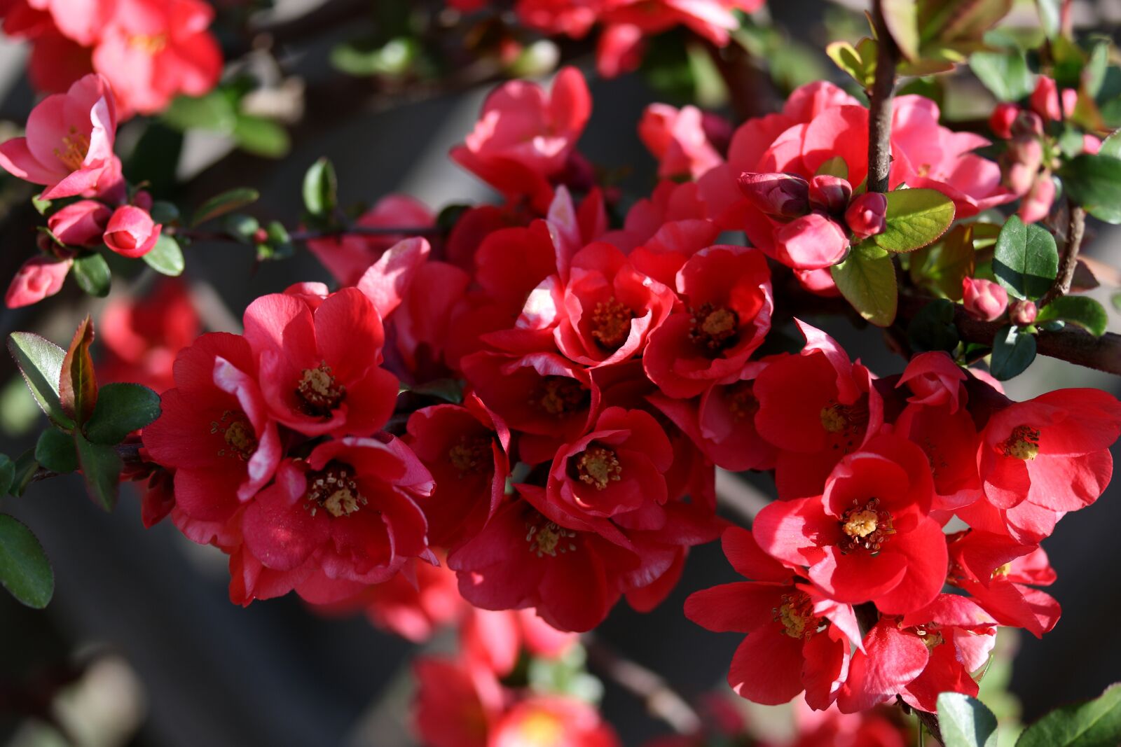 Canon EF-S 60mm F2.8 Macro USM sample photo. Flowers, red, casey photography