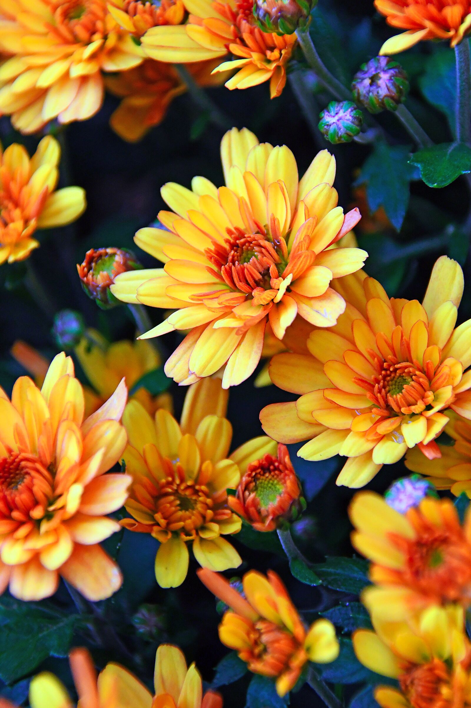 Nikon D3200 sample photo. Autumn, fall flowers, chrysanthemum photography