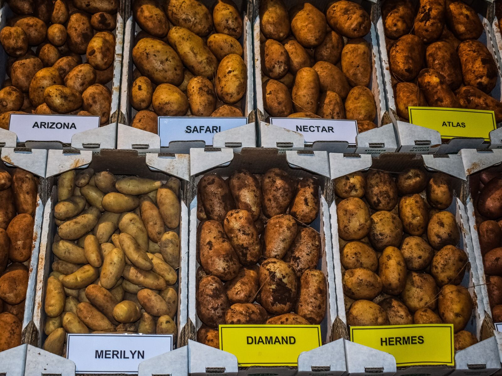 Nikon D3300 sample photo. Potatoes, variety, vegetable photography