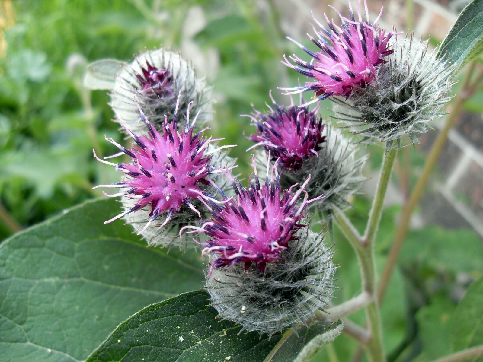 Samsung VLUU L200  / Samsung L200 sample photo. Burdock, burr, flowers photography