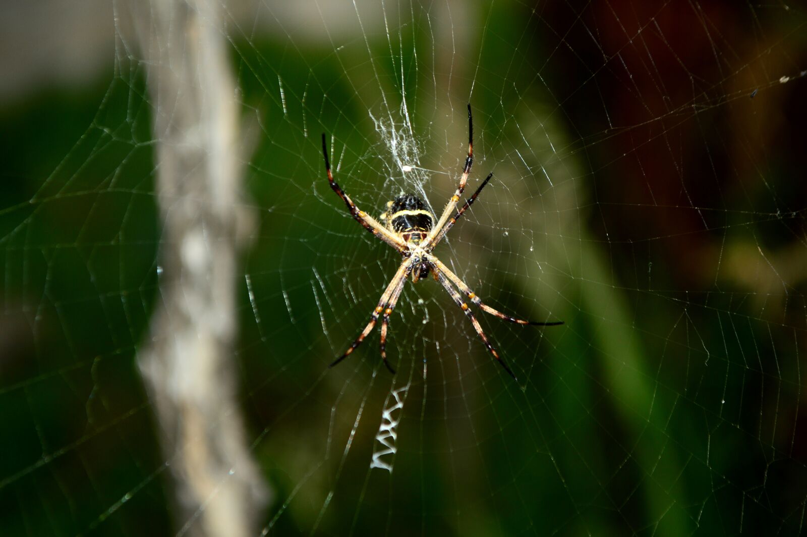 Nikon D3200 sample photo. Spider, cobweb, nature photography