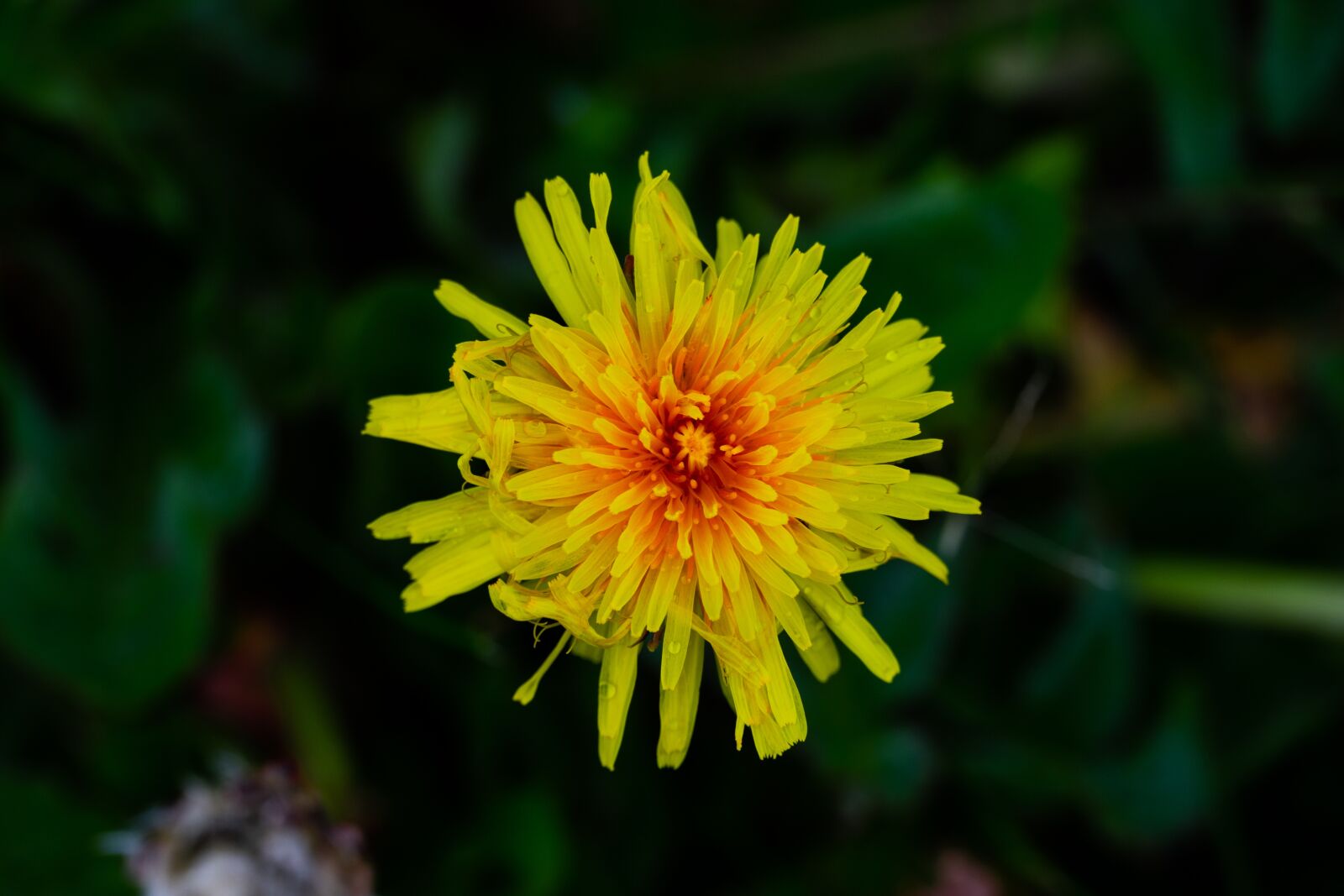 Sony a6600 sample photo. Yellow flower, spring, flowers photography