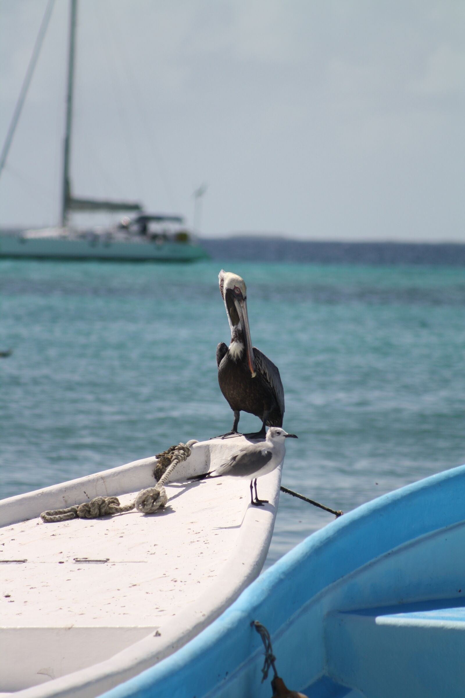 Canon EOS 1000D (EOS Digital Rebel XS / EOS Kiss F) sample photo. Pelican, pelikan, water photography
