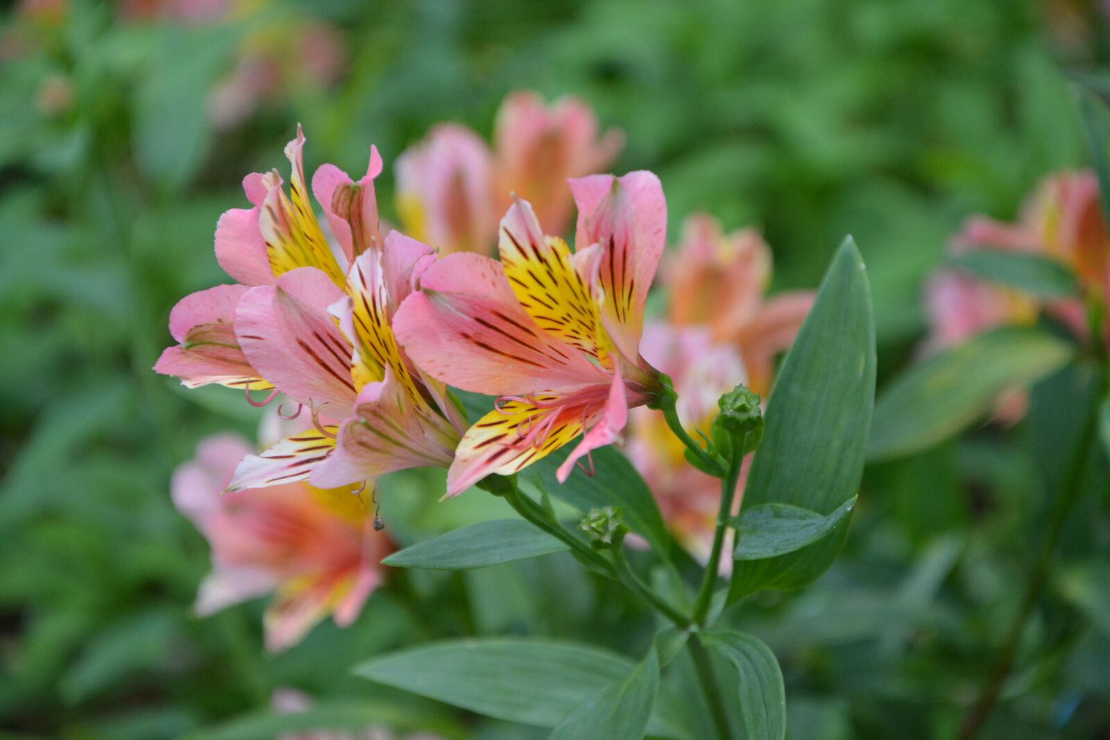 Nikon D5200 sample photo. Flower, flowers, yellow rose photography