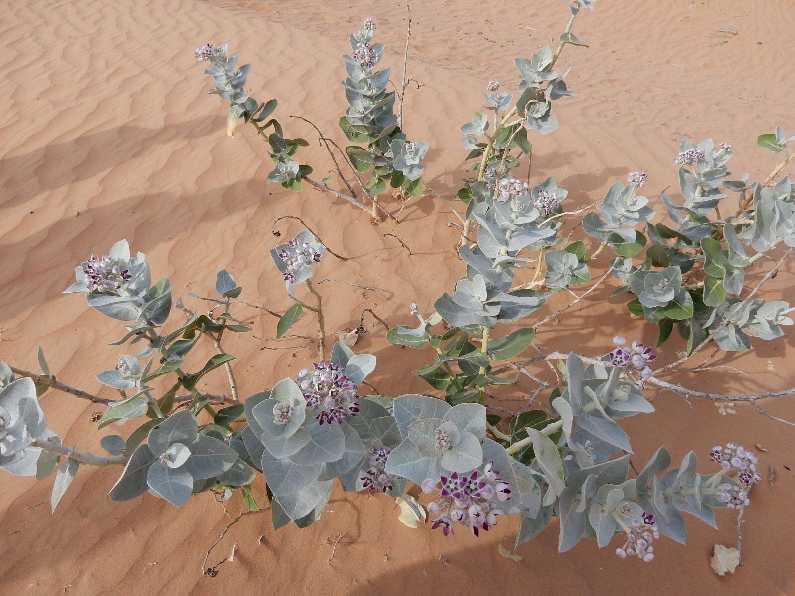 Nikon Coolpix S9900 sample photo. Desert, emirates, uae photography