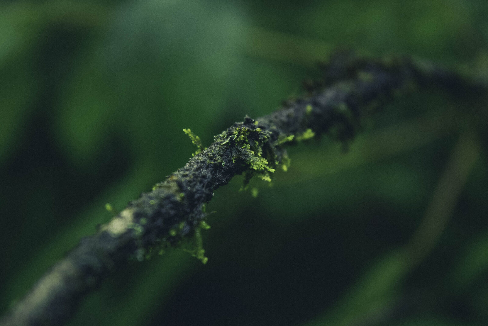 Nikon D5200 sample photo. Gelgas, green, nature photography