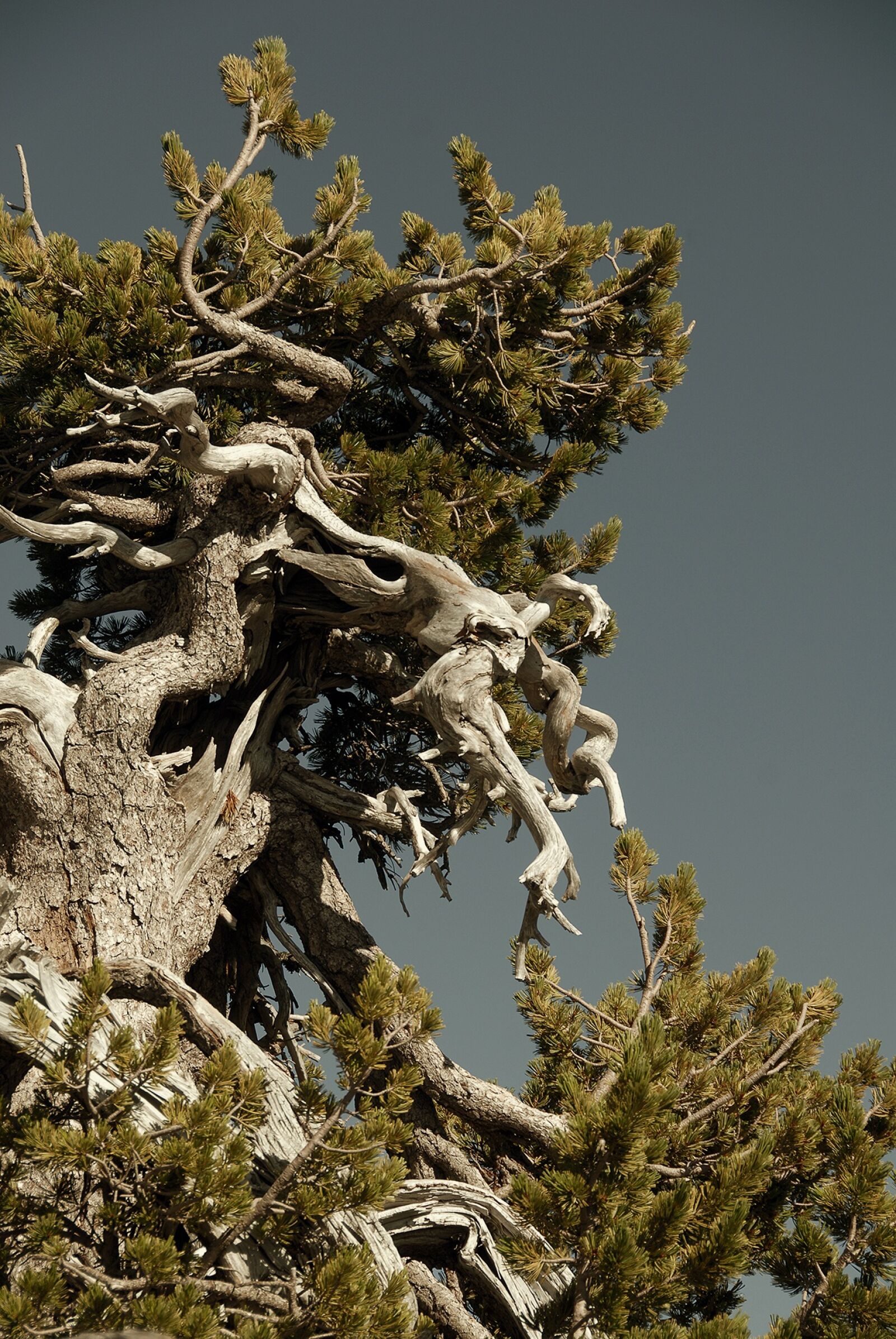 Nikon D200 sample photo. Old growth, forest, dragon photography