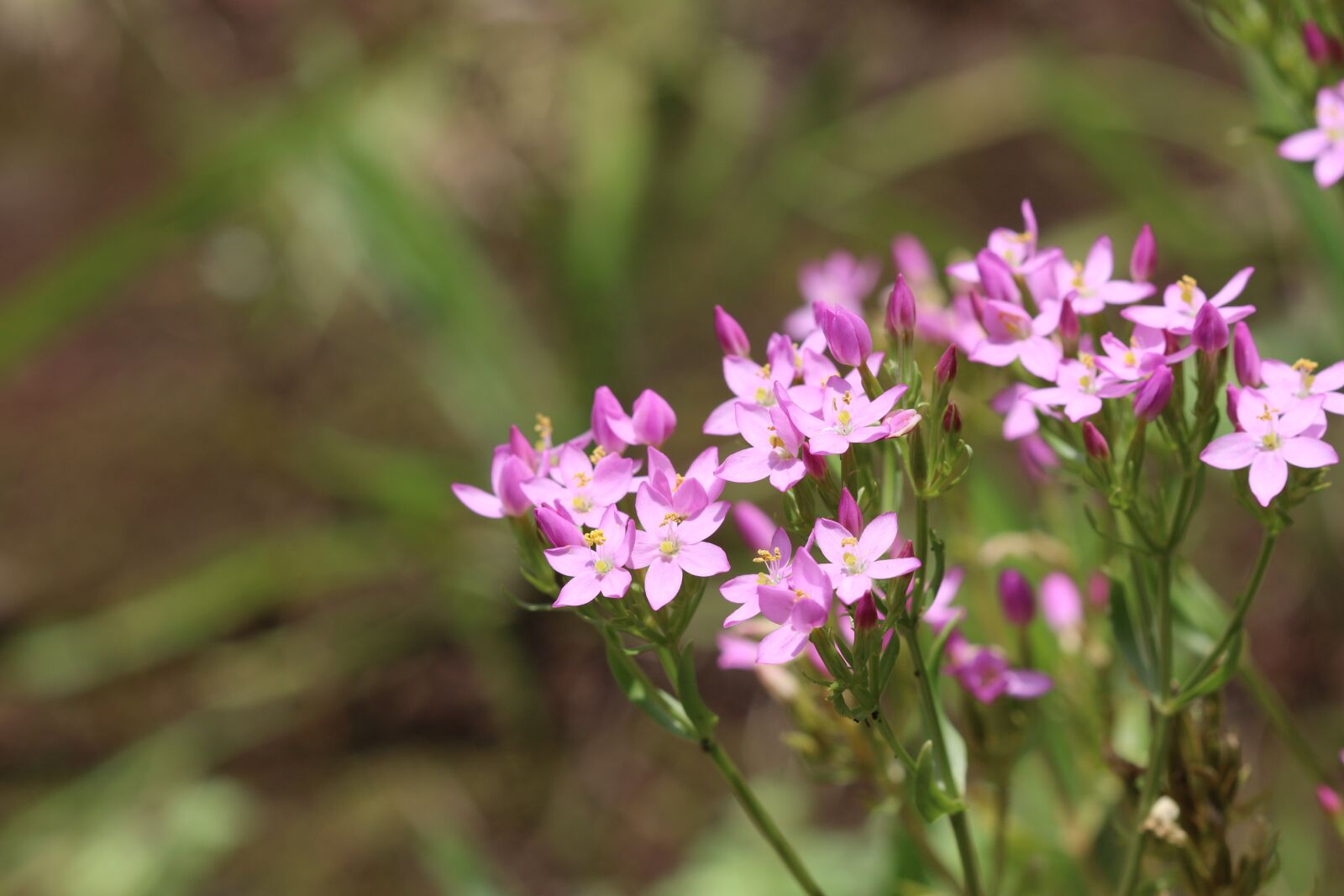 Canon EOS 70D + Canon EF 100mm F2.8 Macro USM sample photo. Flower, garden, nature photography