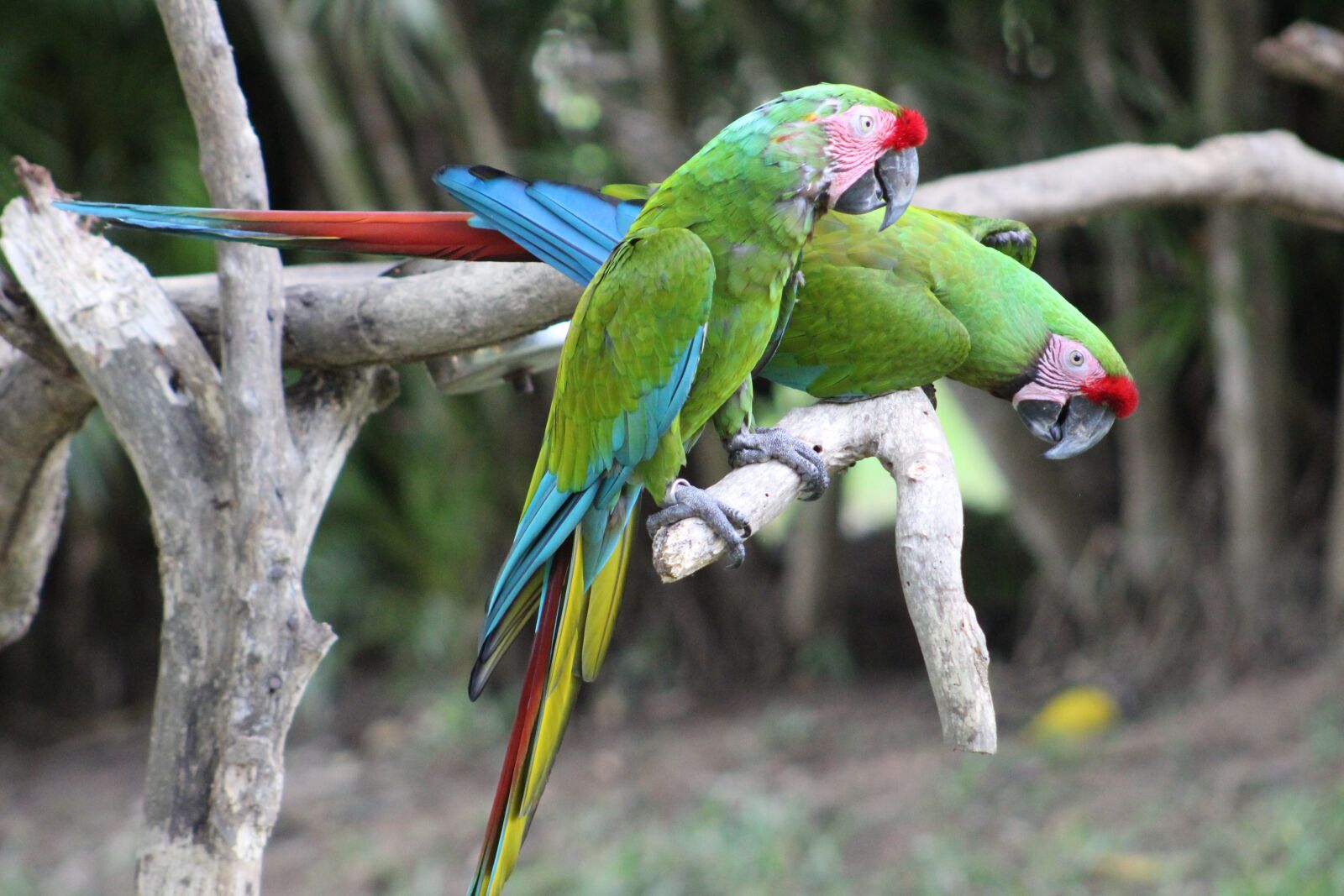 Canon EOS 1300D (EOS Rebel T6 / EOS Kiss X80) sample photo. Parrot, green, colorful photography