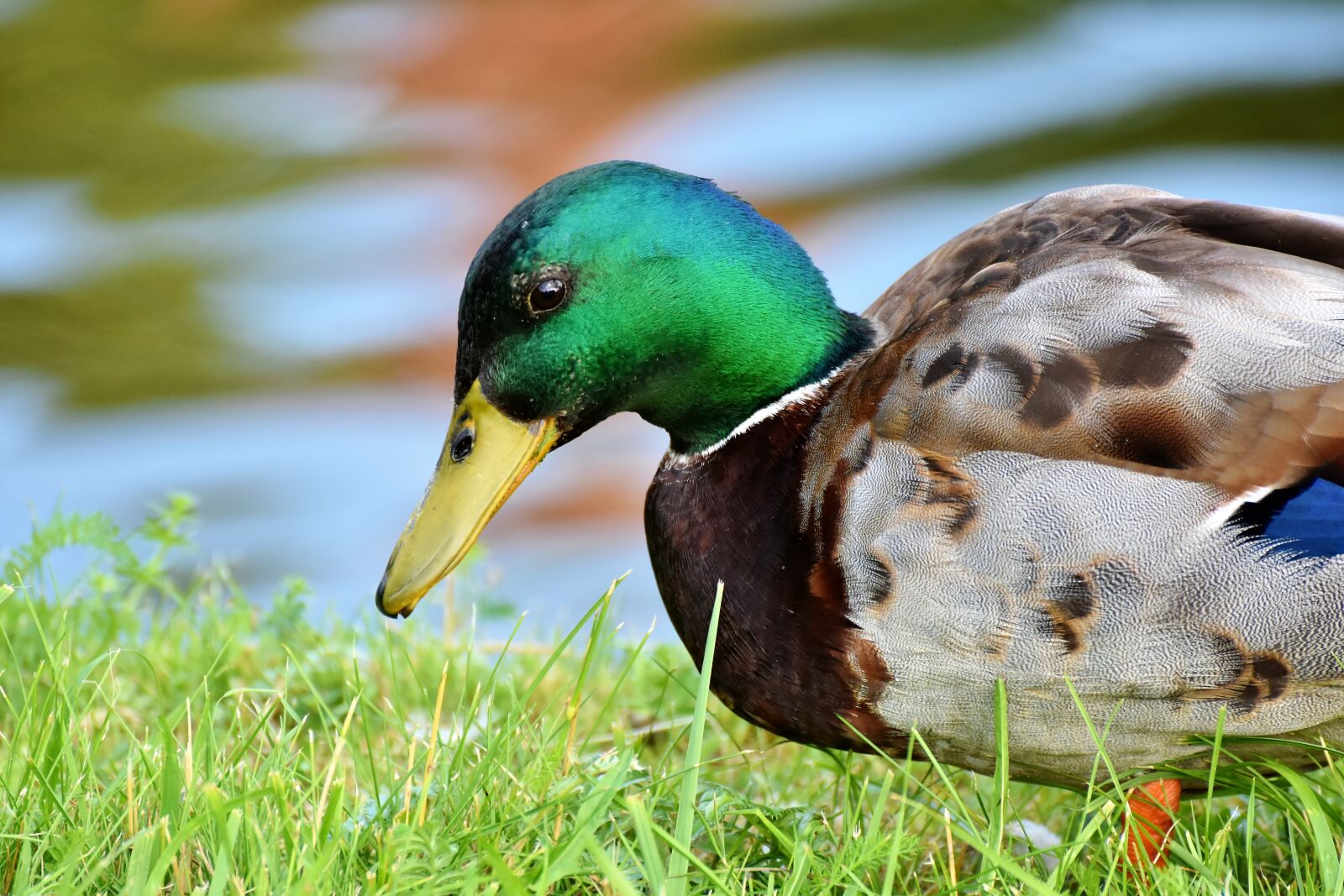 Nikon D7200 sample photo. Mallard, duck, water bird photography