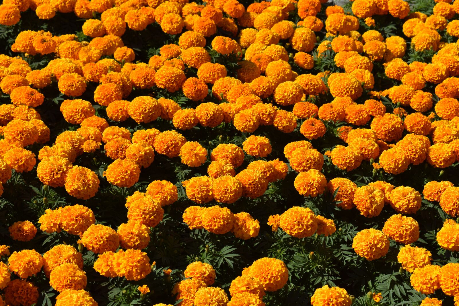 Nikon D3400 sample photo. Flowers, orange, marigold photography