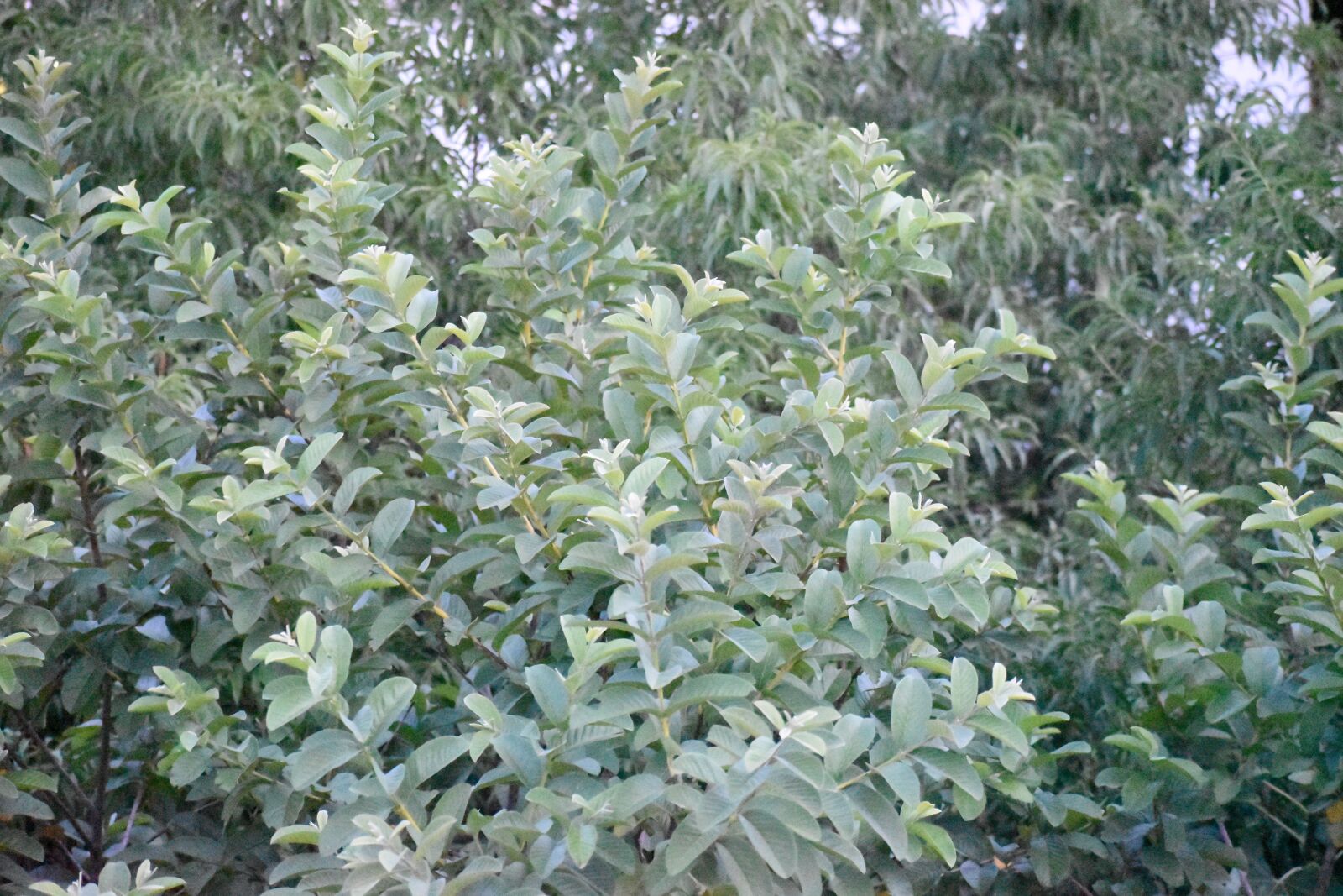 Nikon D3500 sample photo. Nature, green, leaves photography