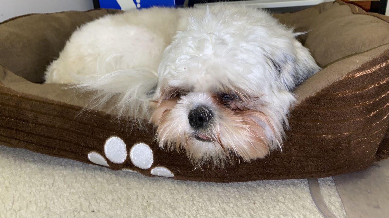 Apple iPhone 11 Pro Max sample photo. Dog, shih tzu, sleep photography