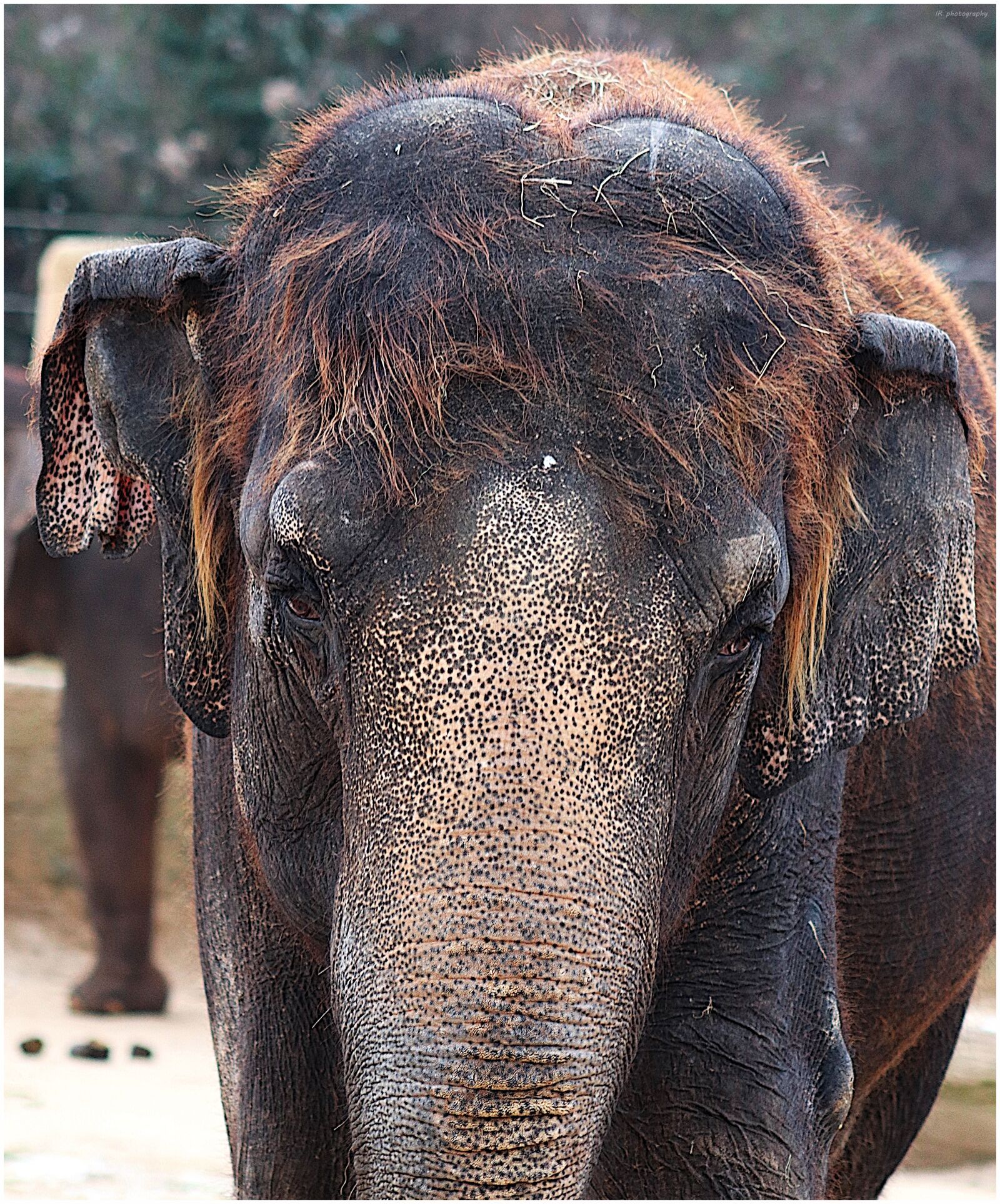 Canon EF75-300mm f/4-5.6 sample photo. Elephant, proboscis, ears photography