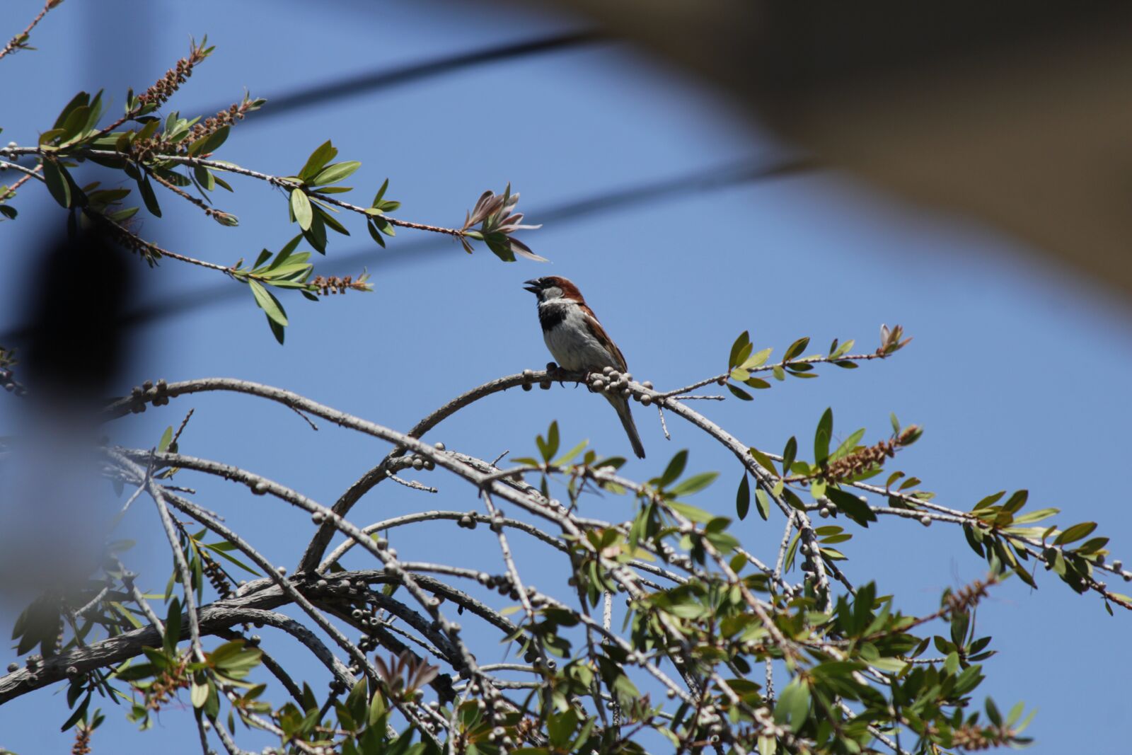 Canon EOS 1300D (EOS Rebel T6 / EOS Kiss X80) + Canon EF-S 55-250mm F4-5.6 IS II sample photo. Bird, nest, nature photography