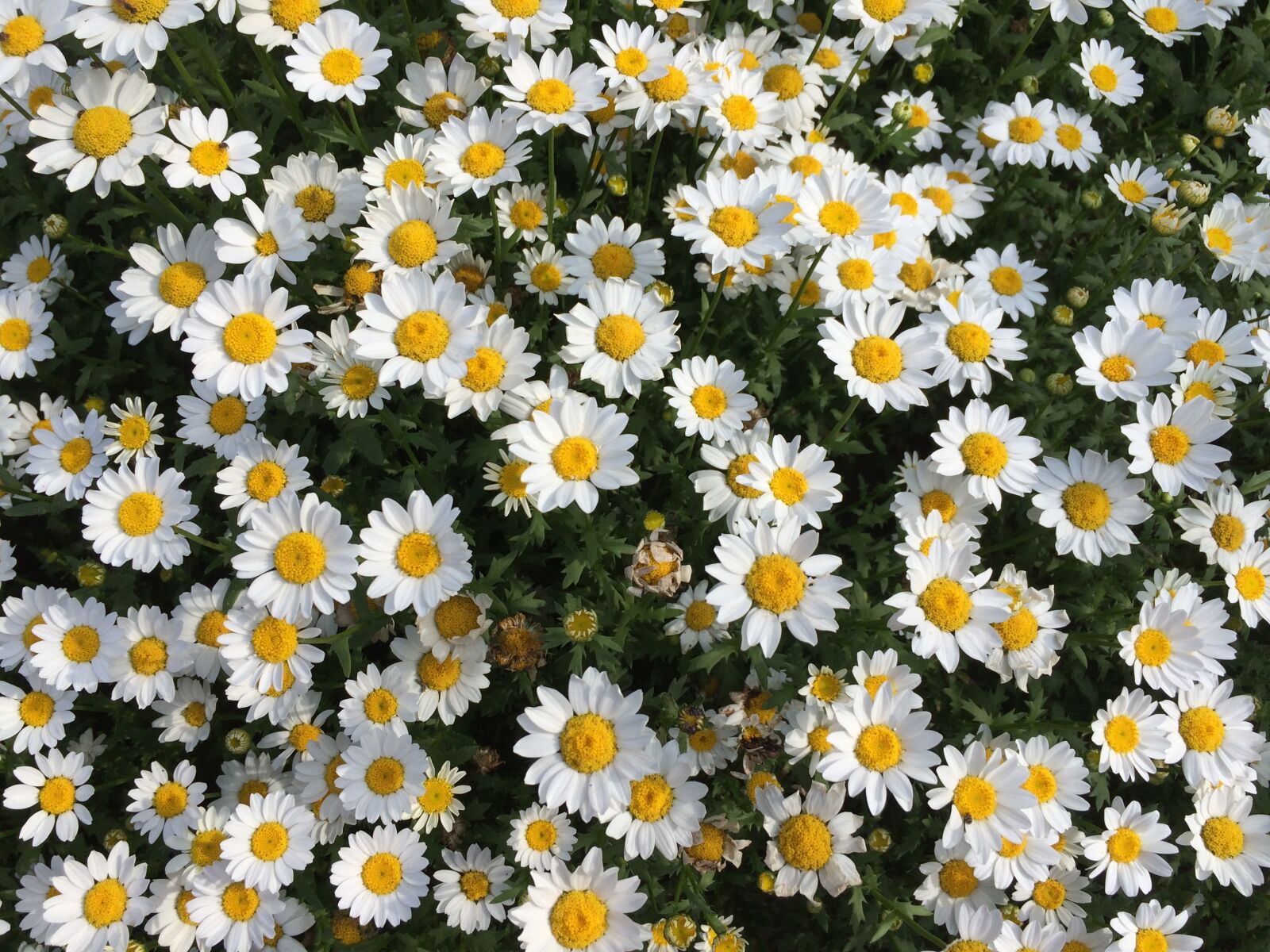 Apple iPhone 5s sample photo. Flower, sun, bloom photography