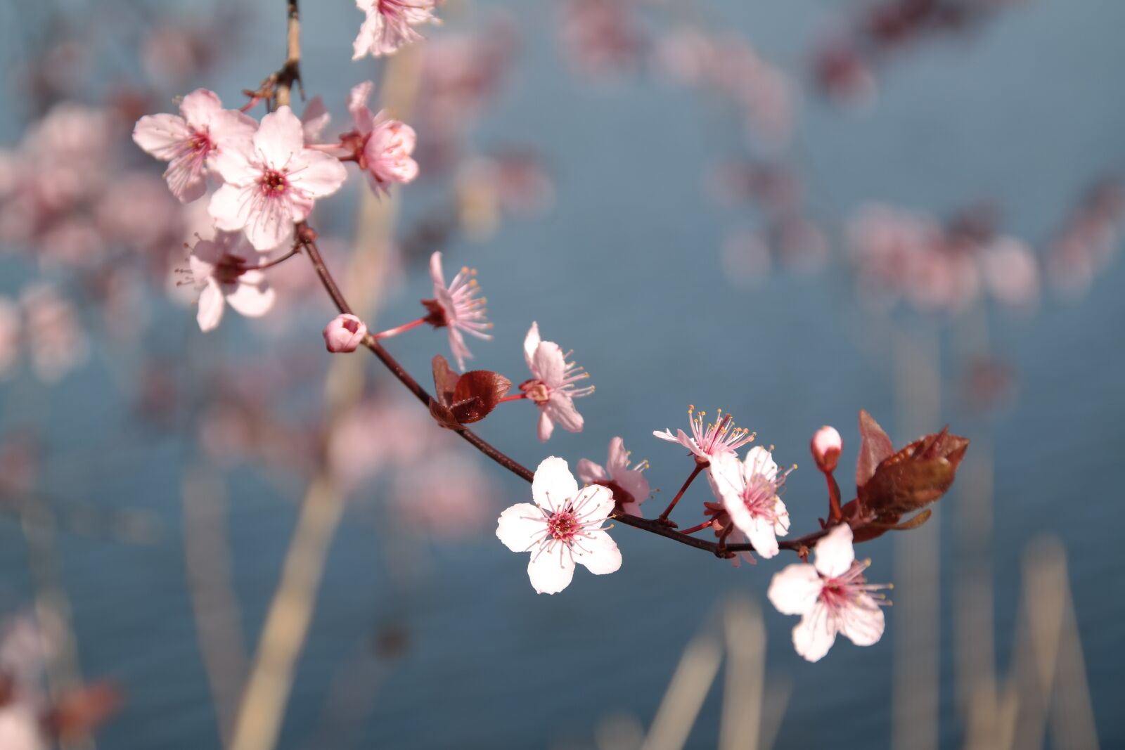 Samsung NX300 sample photo. Cherry blossom, blossom, bloom photography