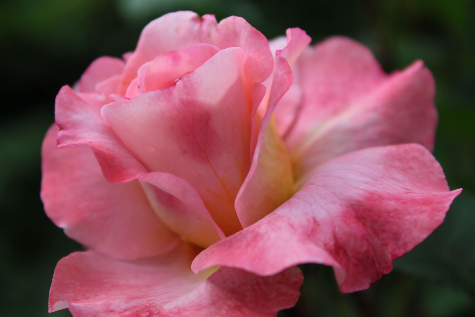 Canon EOS 1300D (EOS Rebel T6 / EOS Kiss X80) sample photo. Pink rose, rose, love photography