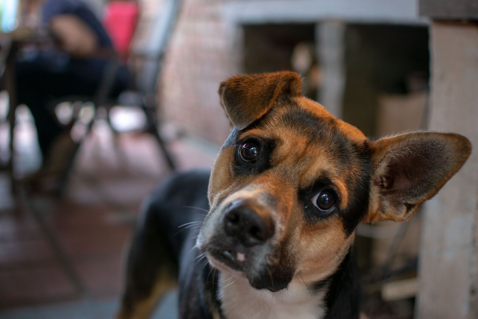 Nikon D3300 sample photo. Dog, view, ears photography