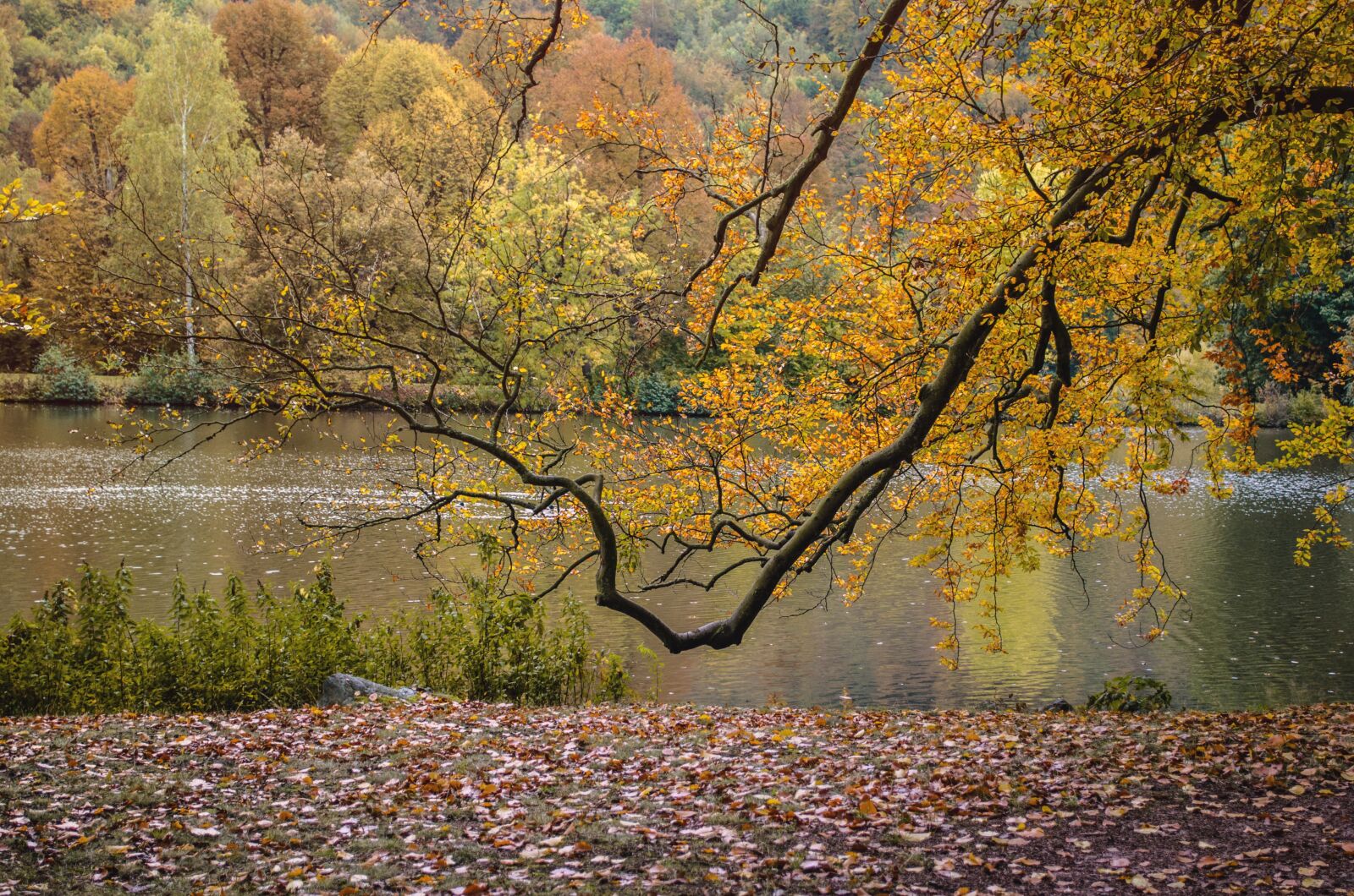 Nikon D5100 sample photo. Autumn, park, nature photography