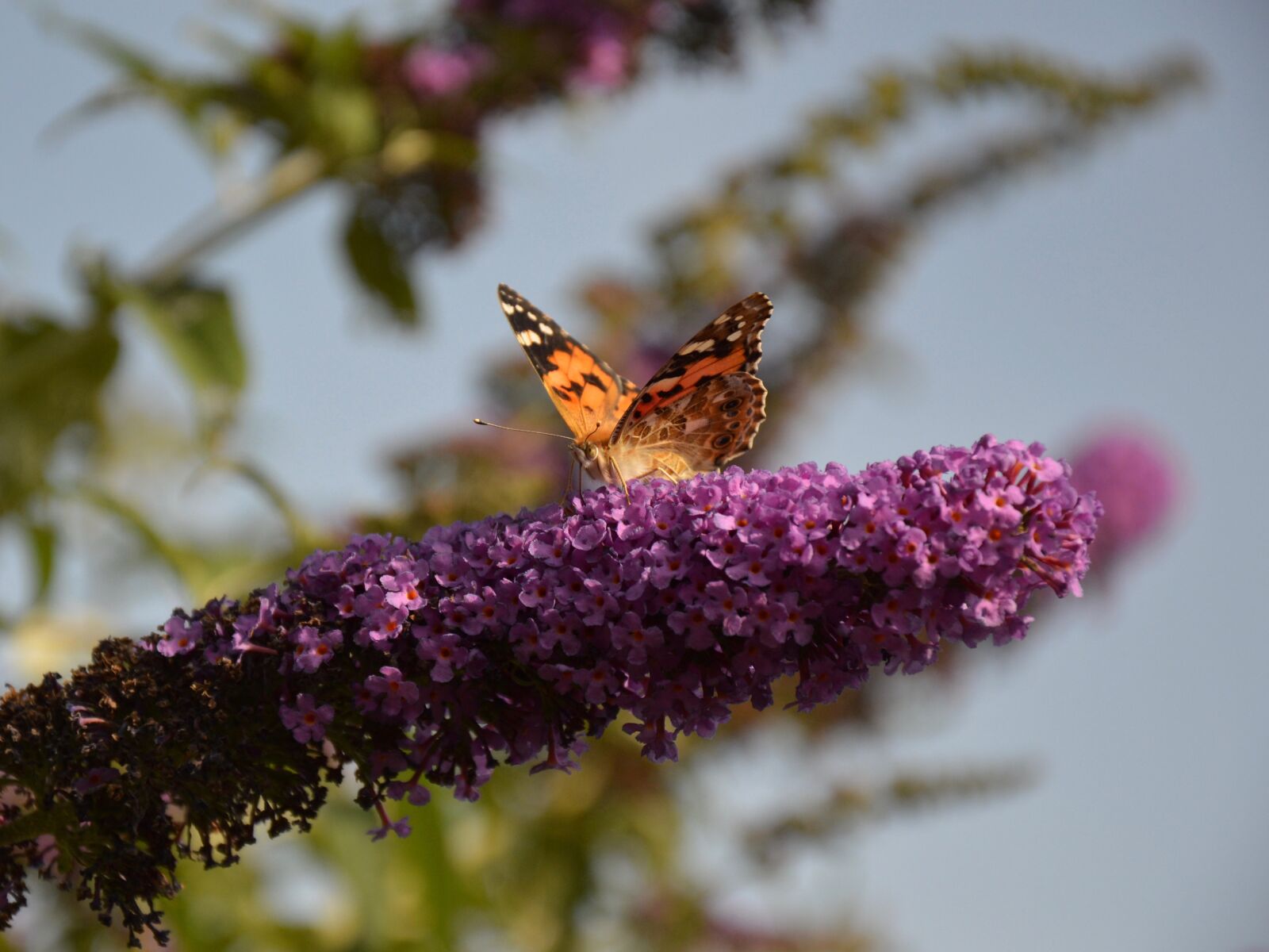 Nikon D3200 sample photo. Garden, butterfly, butterfly bush photography