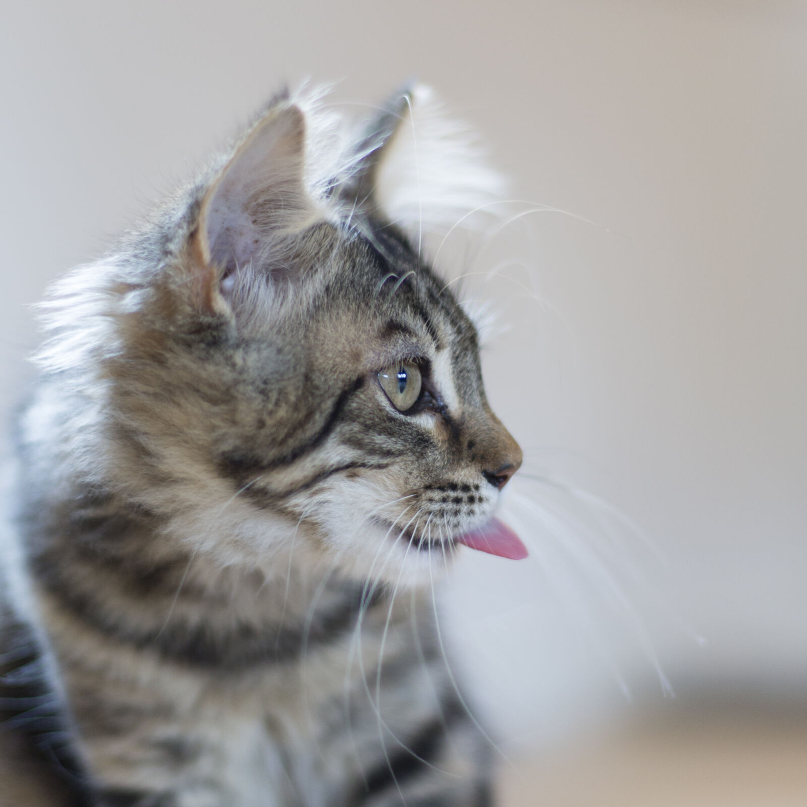 Canon EF 50mm F1.4 USM sample photo. Cat, cat, face, kitten photography