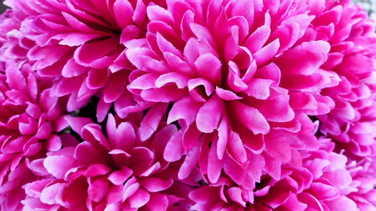 Panasonic Lumix DMC-FZ200 sample photo. Flower, nature, plant photography