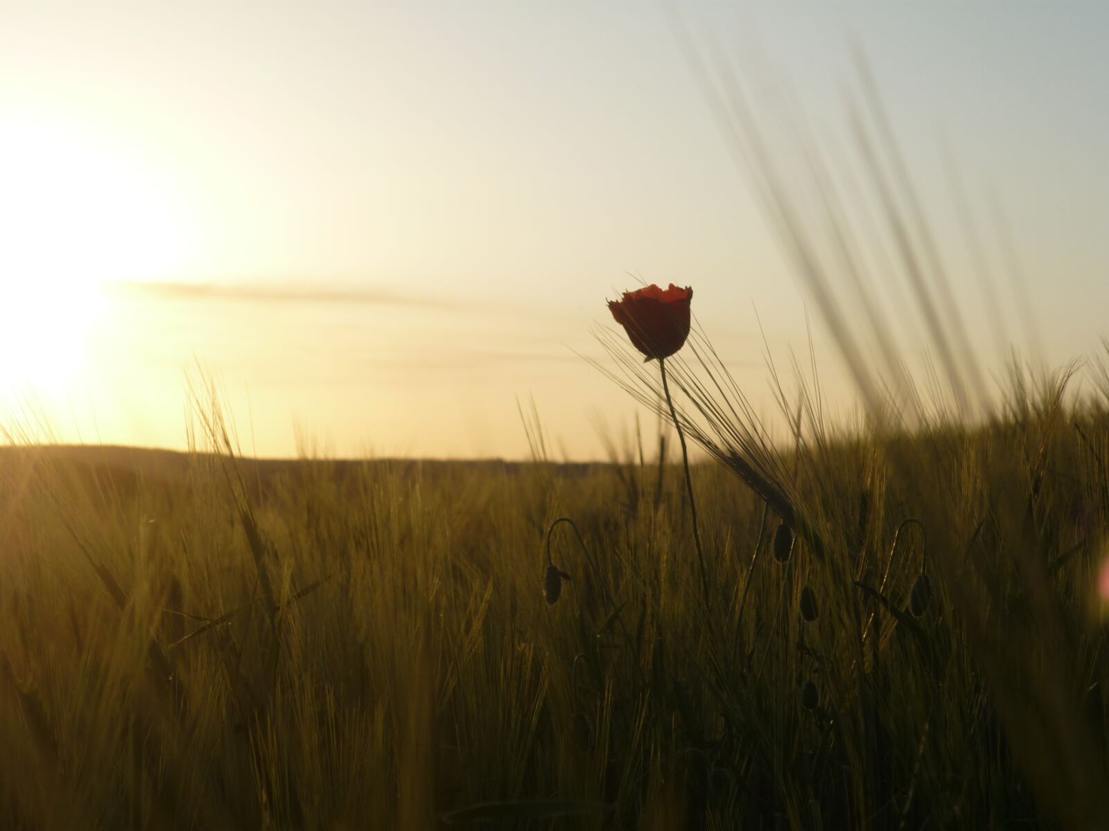 Panasonic Lumix DMC-FS6 sample photo. Landscape, nature, summer photography