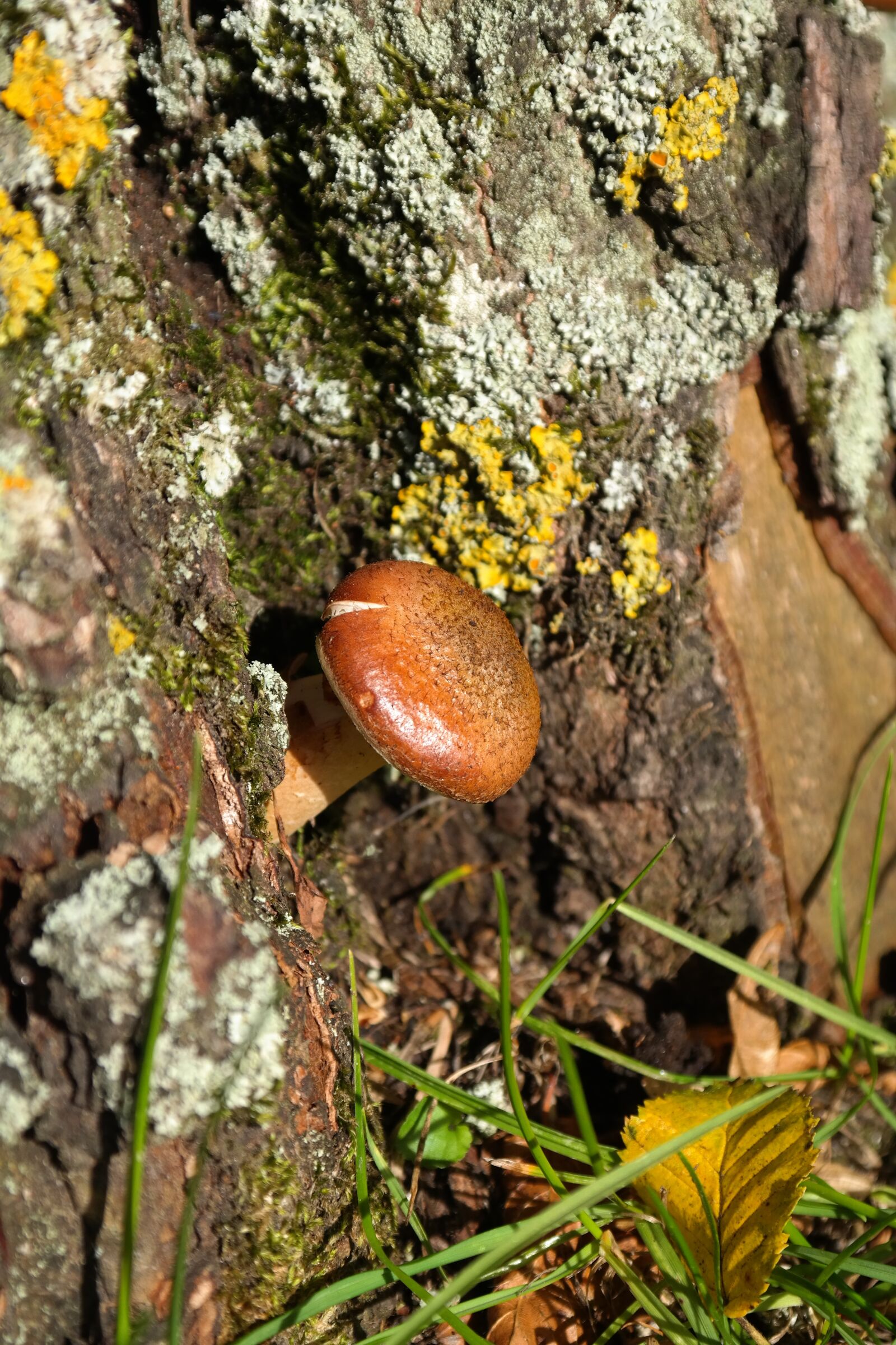 Samsung NX300 sample photo. Mushroom, log, bark photography