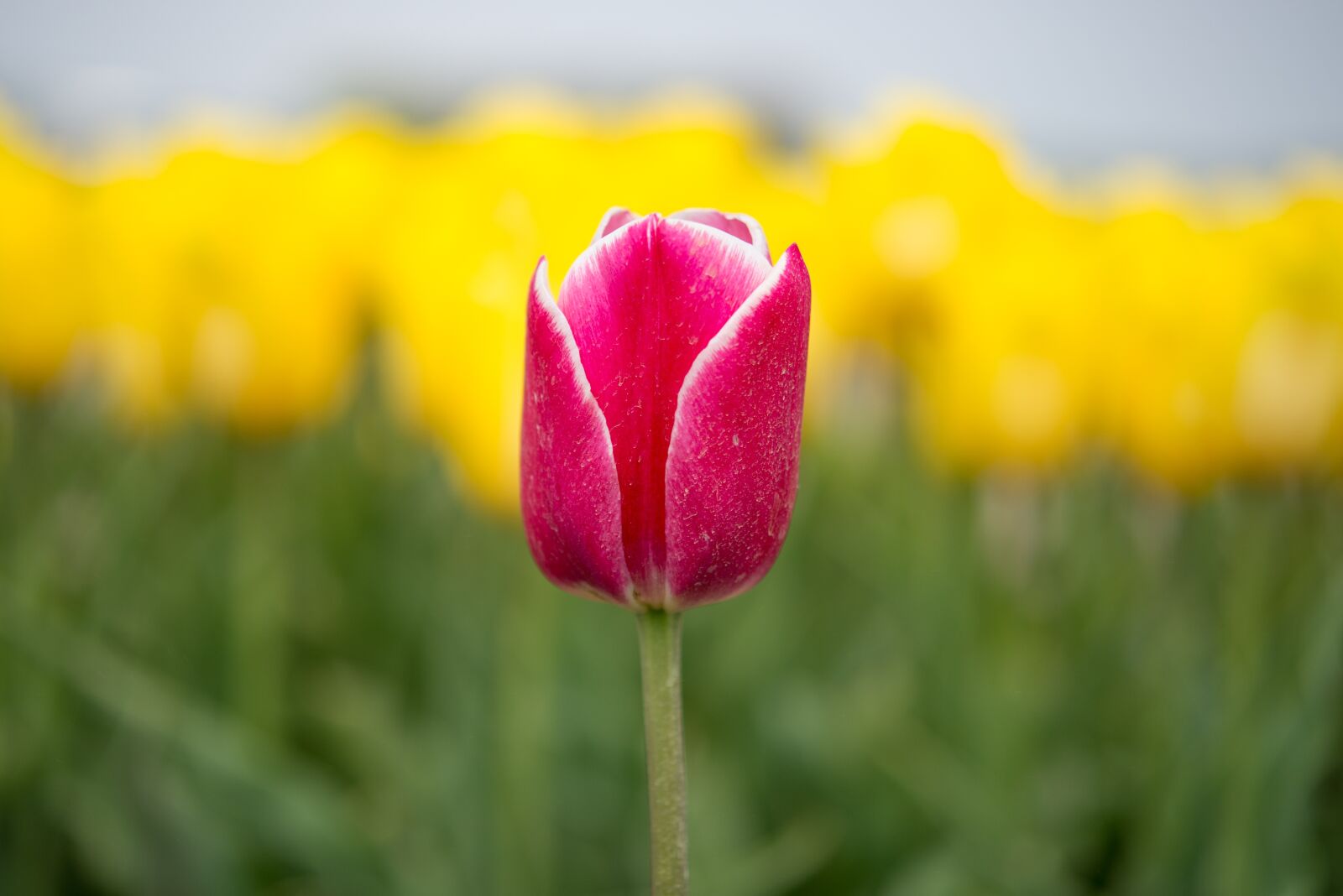 Nikon D600 sample photo. Red, tu ip, yellow photography