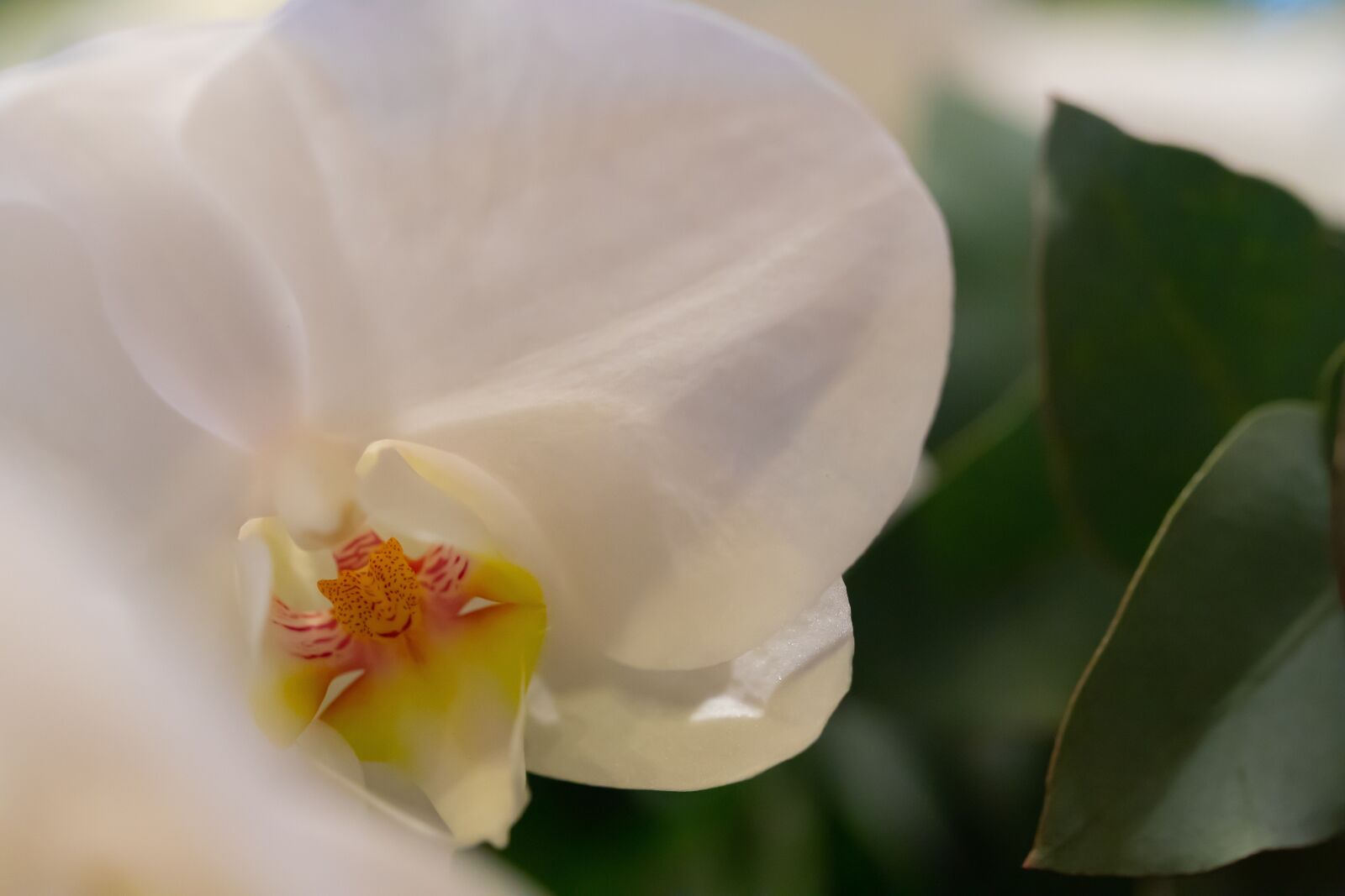 Canon EOS 6D Mark II sample photo. Orchid, grafwerk, flower arrangement photography