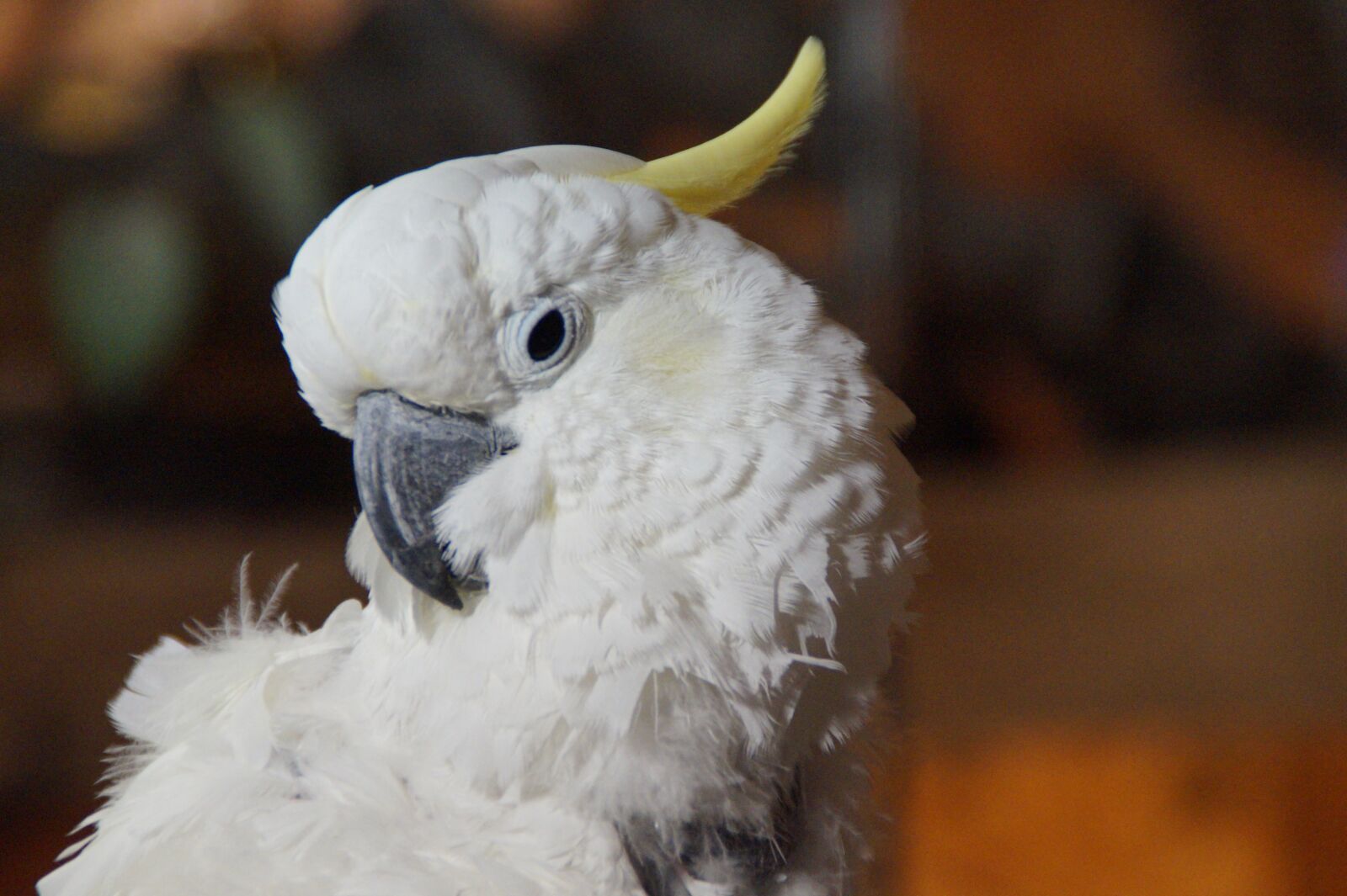 Sony SLT-A58 sample photo. Cockatoo, white cockatoo, bird photography