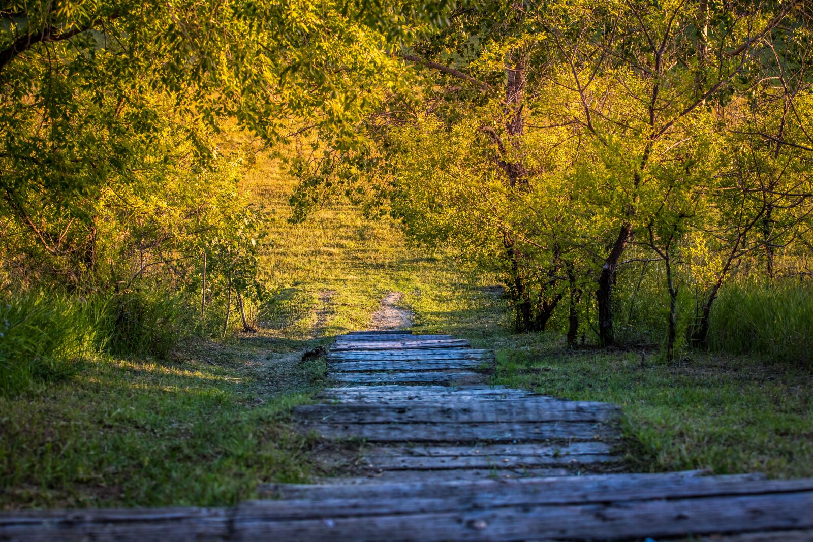 Canon EOS 5D Mark III sample photo. Nature, steps, forest photography