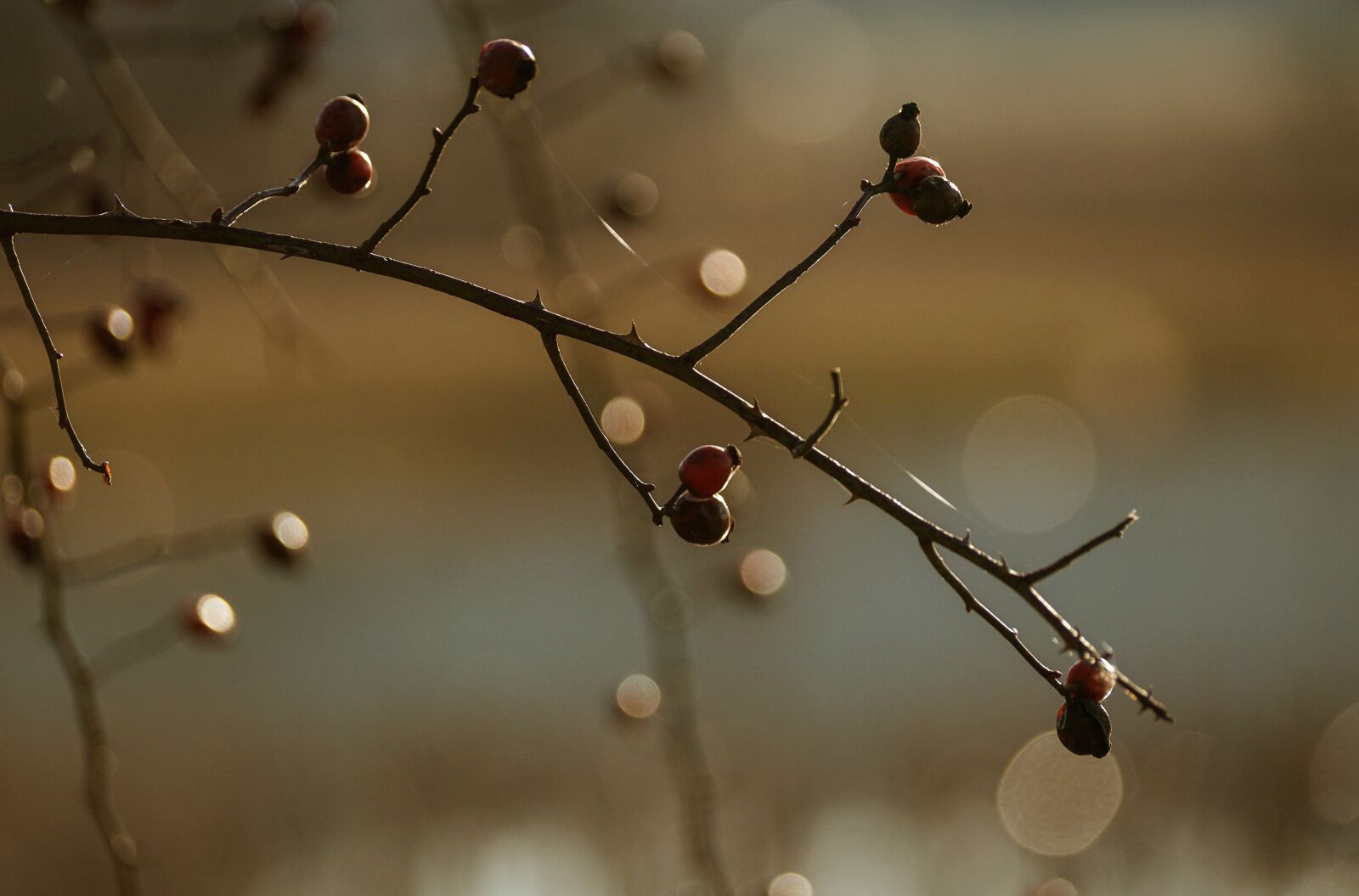 Sony DT 55-300mm F4.5-5.6 SAM sample photo. Rose hip, bush, berry photography