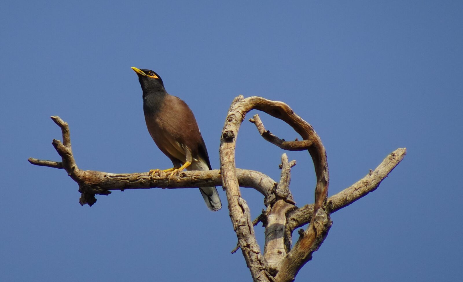Sony DSC-WX800 sample photo. Common myna, indian myna photography