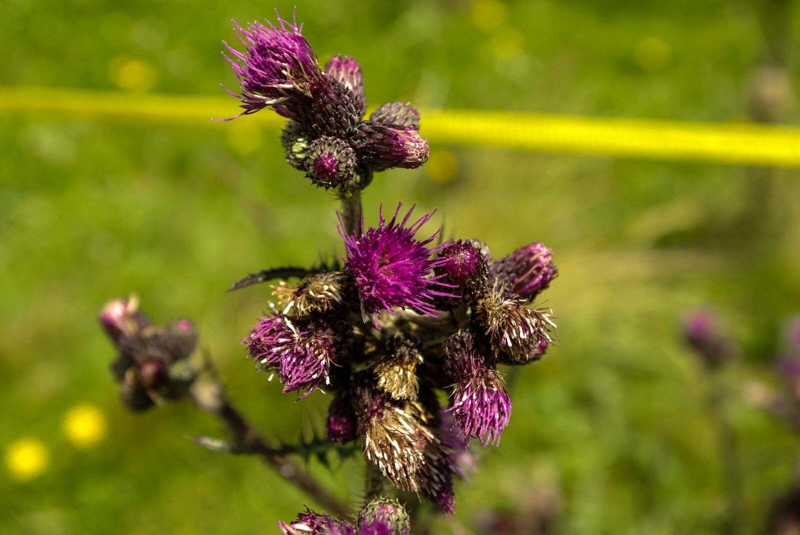 Samsung GX-10 sample photo. Thistle, nature, flower photography