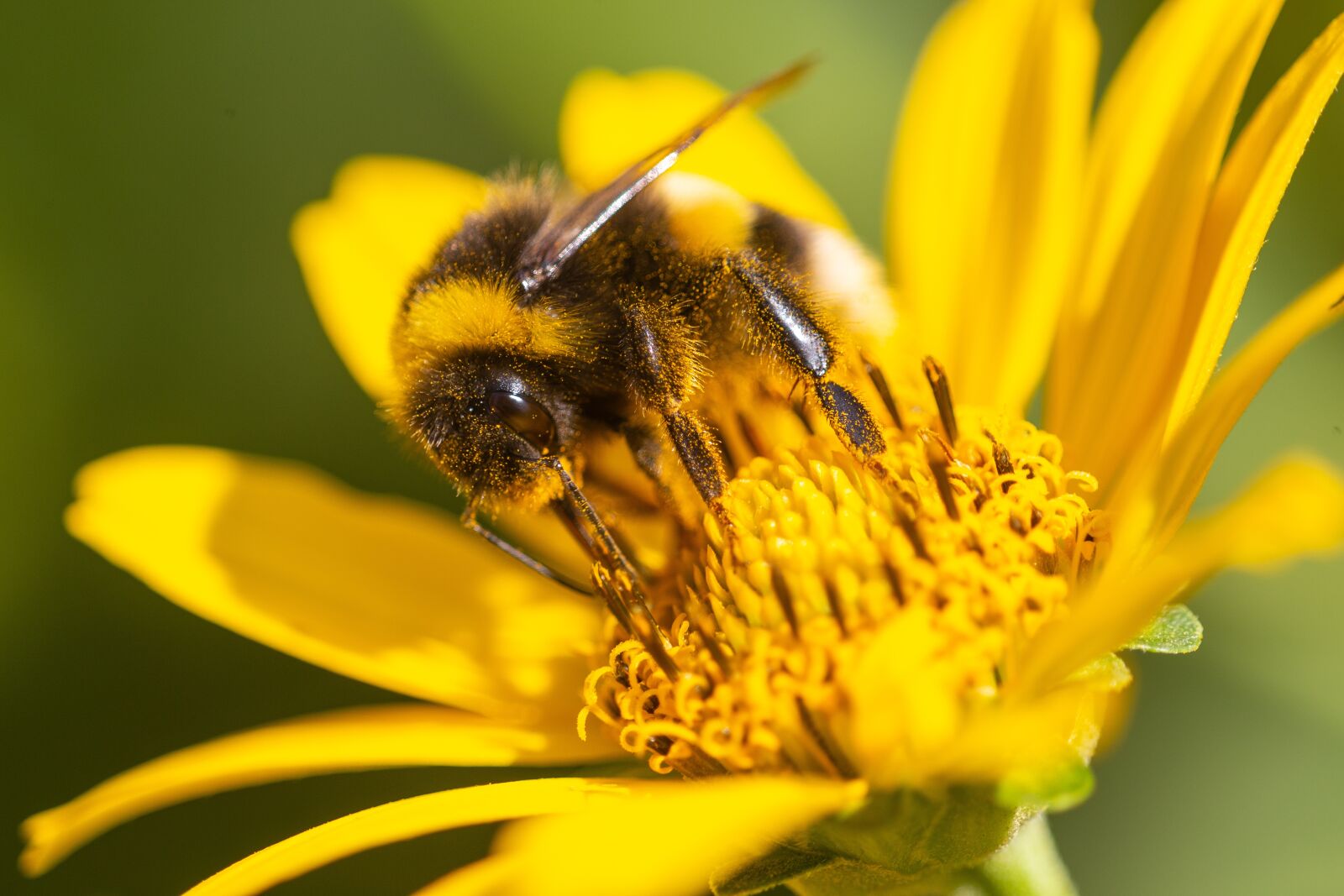 Canon EOS 6D sample photo. Hummel, sprinkle, insect photography