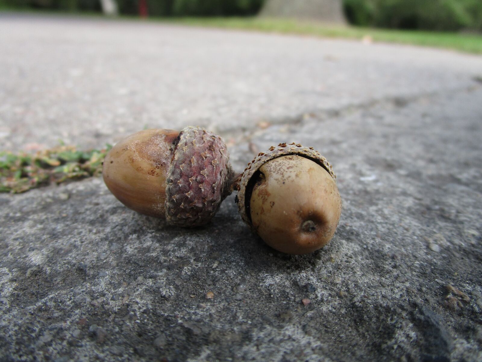 Canon IXUS 190 sample photo. Acorns, sidewalk, autumn photography