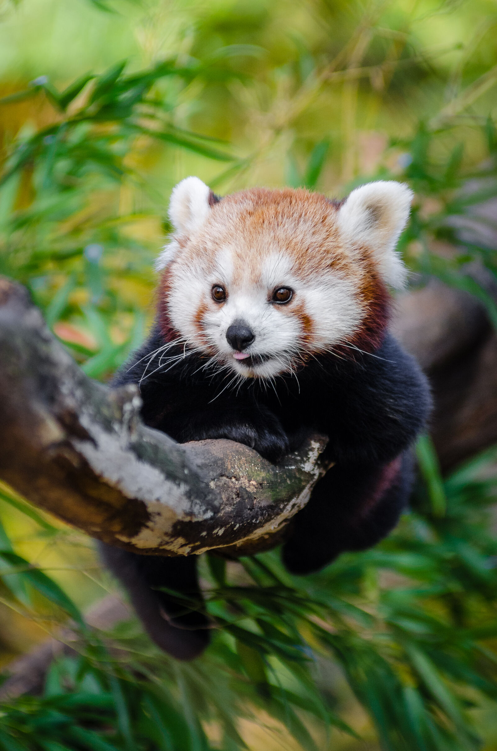 AF Zoom-Nikkor 80-200mm f/2.8 ED sample photo