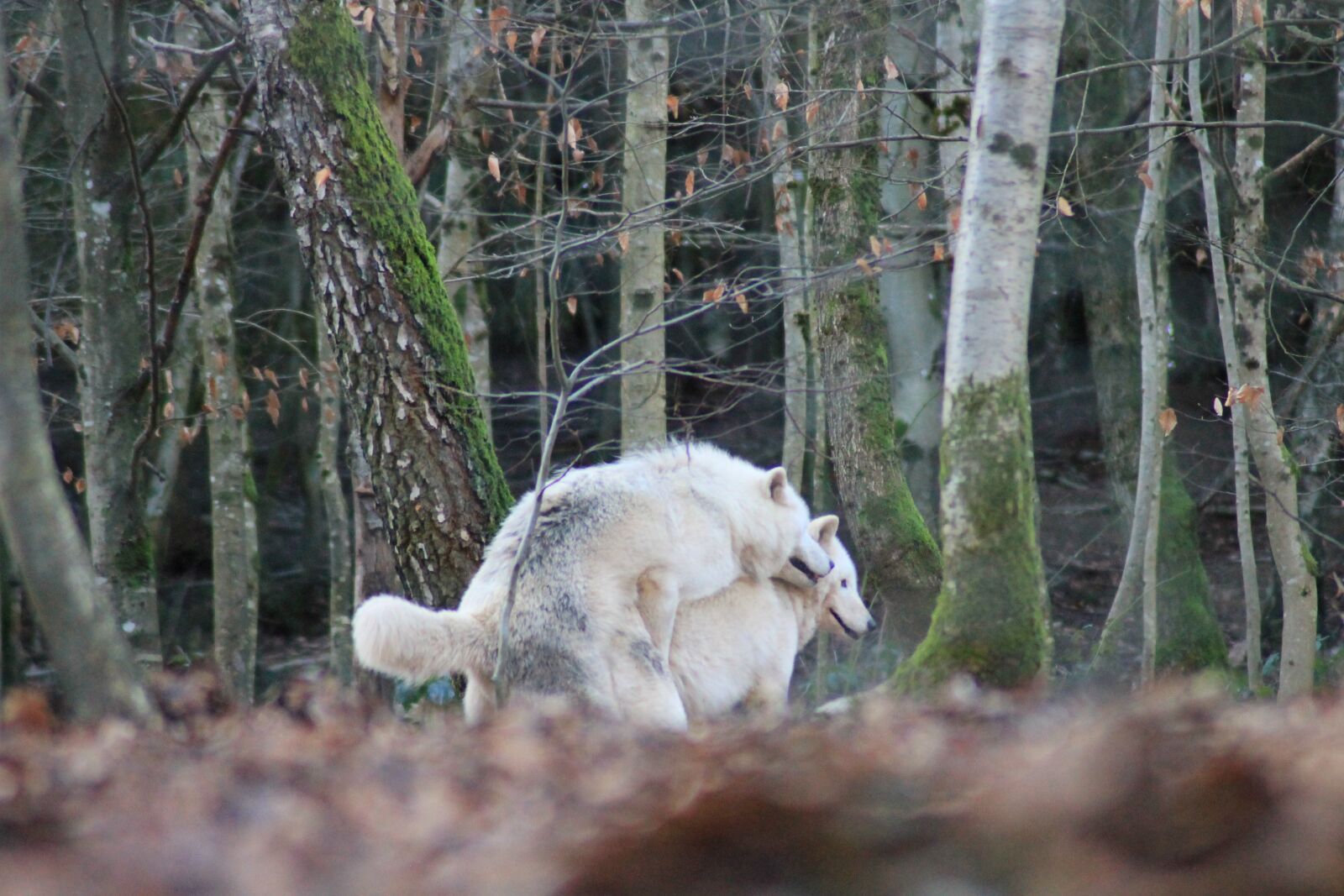 Canon EOS 1100D (EOS Rebel T3 / EOS Kiss X50) sample photo. Pairing, wolves, polar wolves photography