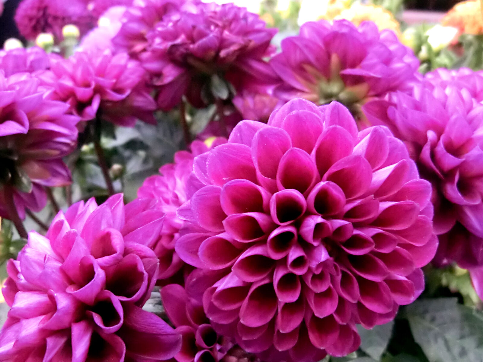 CASIO EX-H30 sample photo. Colorful, colourful, flowers, plant photography