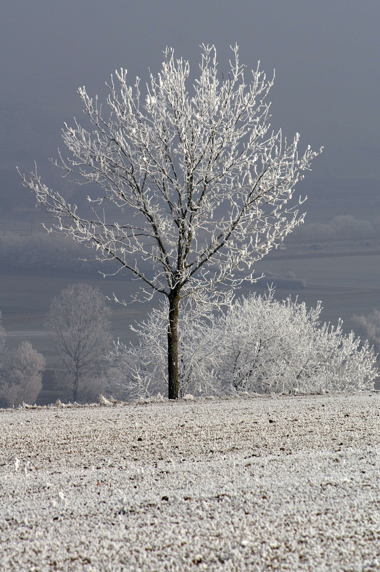 KONICA MINOLTA DYNAX 7D sample photo. Winter, snow, wintry photography