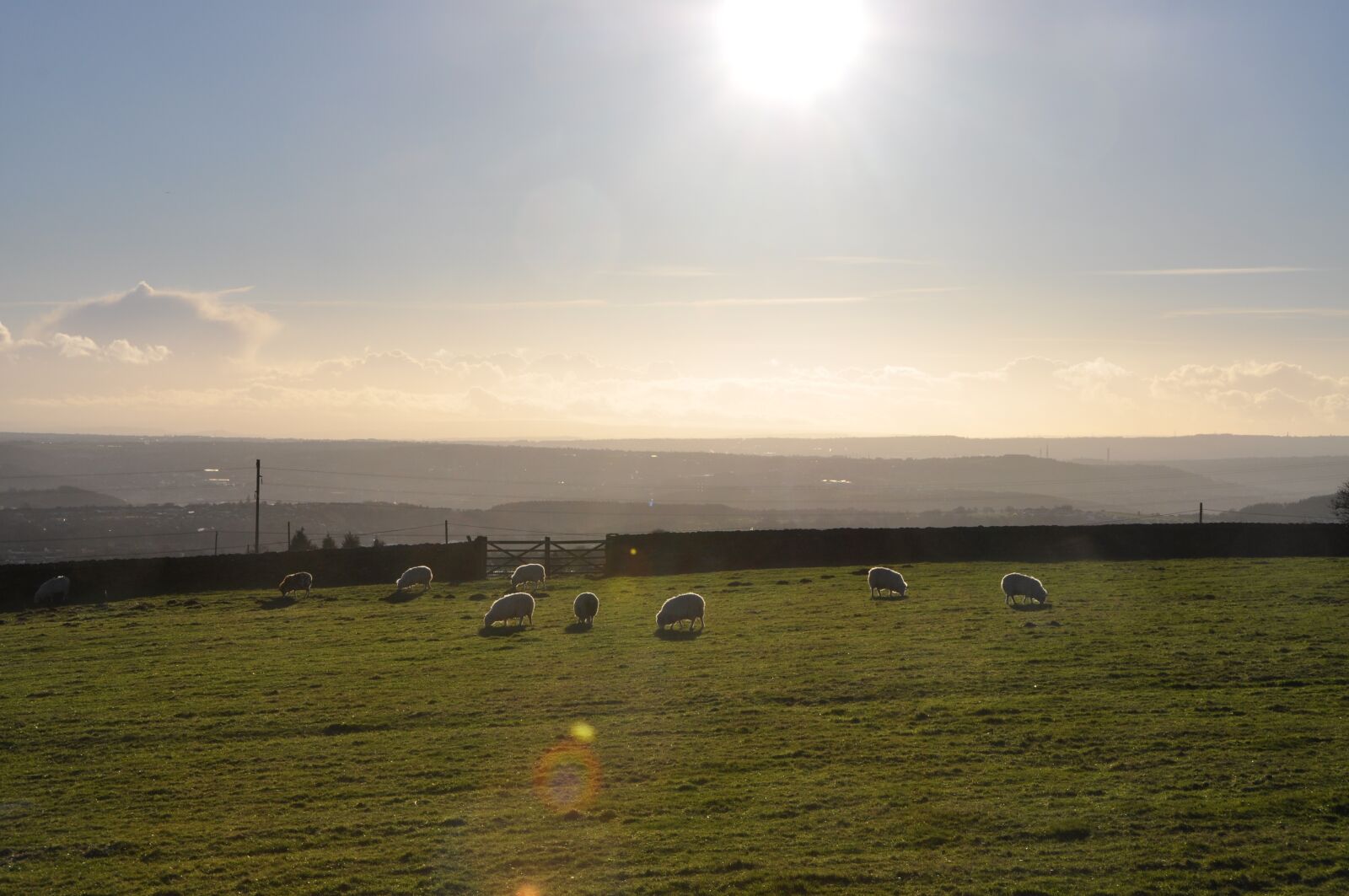 Nikon D5000 sample photo. Sheep, landscape, rural photography