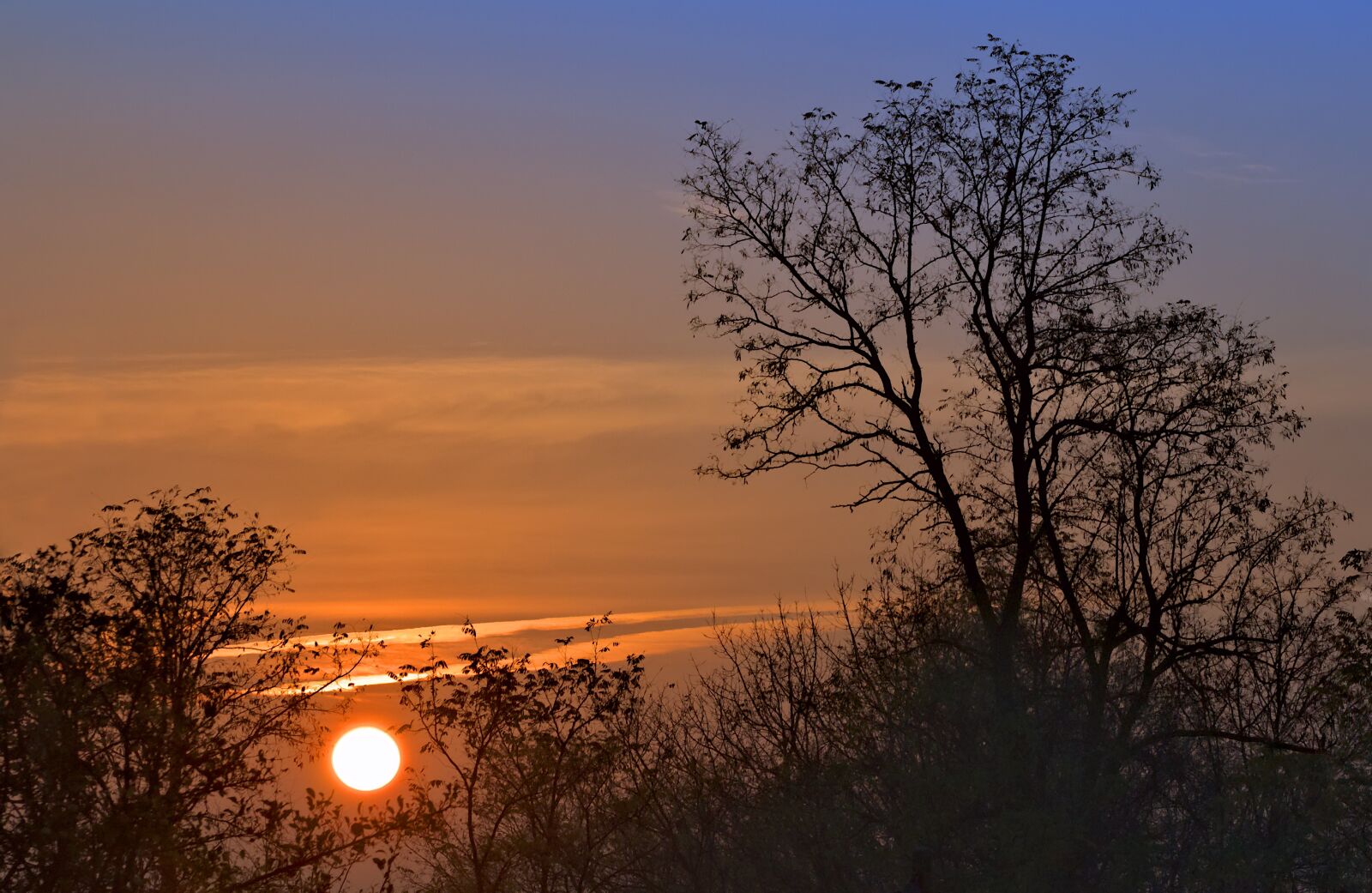 Nikon D90 sample photo. Sunrise, tree, morning photography