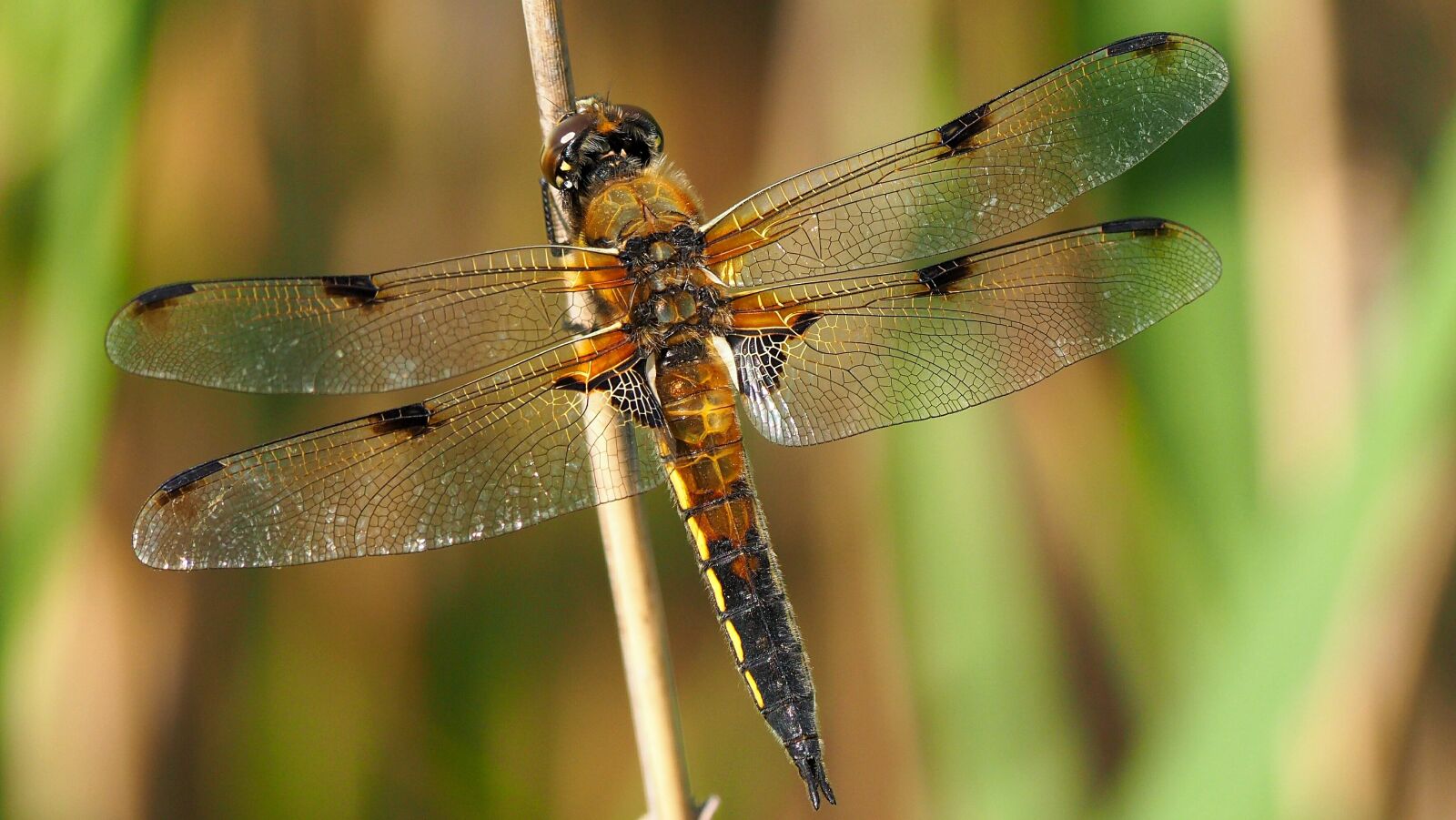 Panasonic Lumix G Vario 100-300mm F4-5.6 OIS sample photo. Nature, insects, dragonfly photography